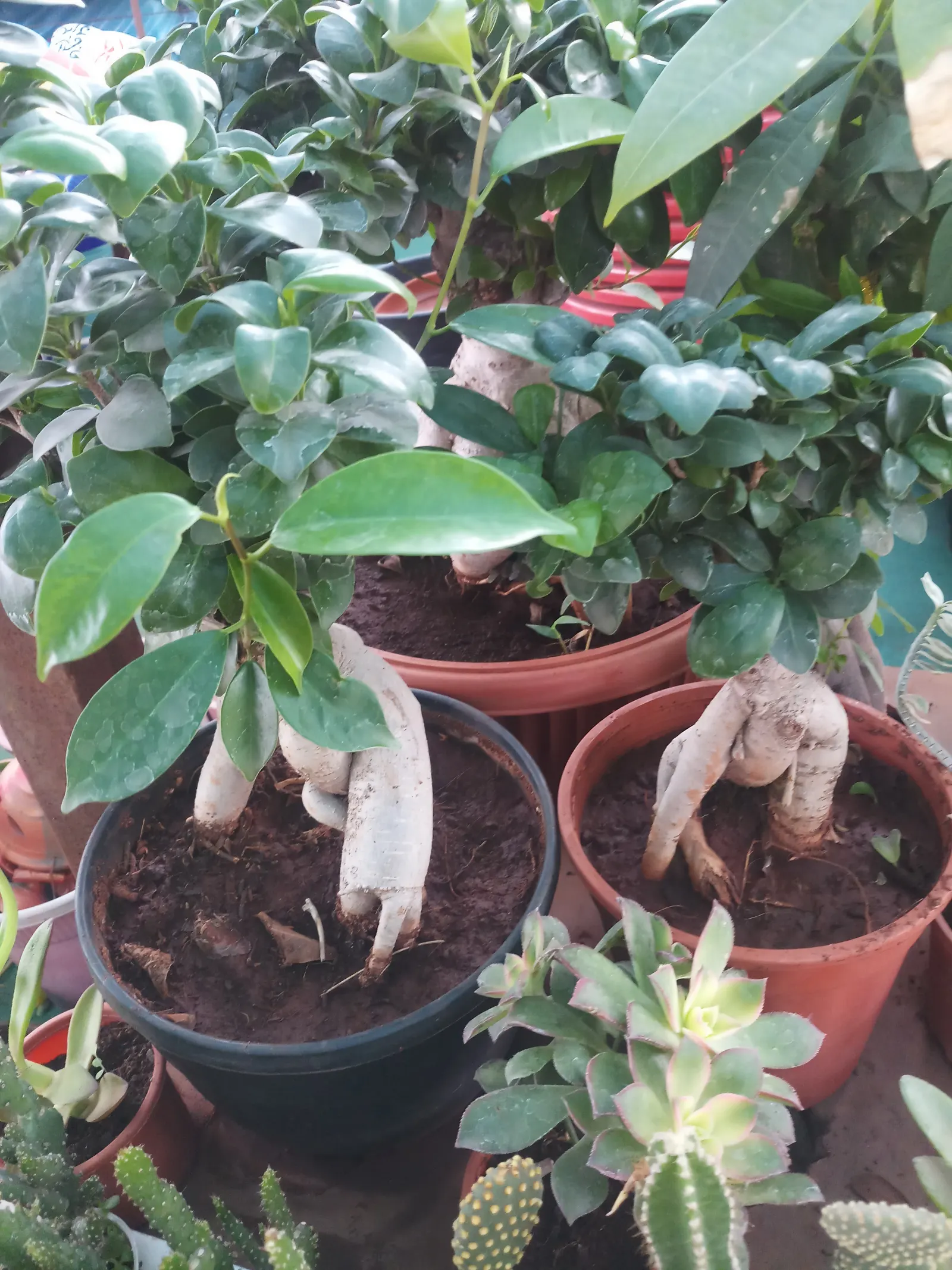 Jade Plant (Crassula Ovata) — In colder climates, it should be grown indoors or in a sheltered location to protect it from frost; making the plant