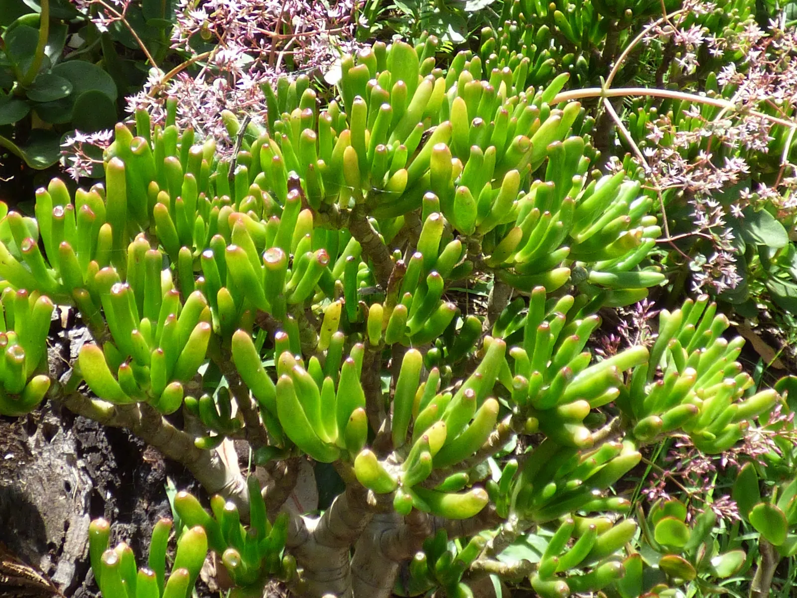 Jade Plant (Crassula Ovata) — it produces small white or pale pink; pink flowers in the garden