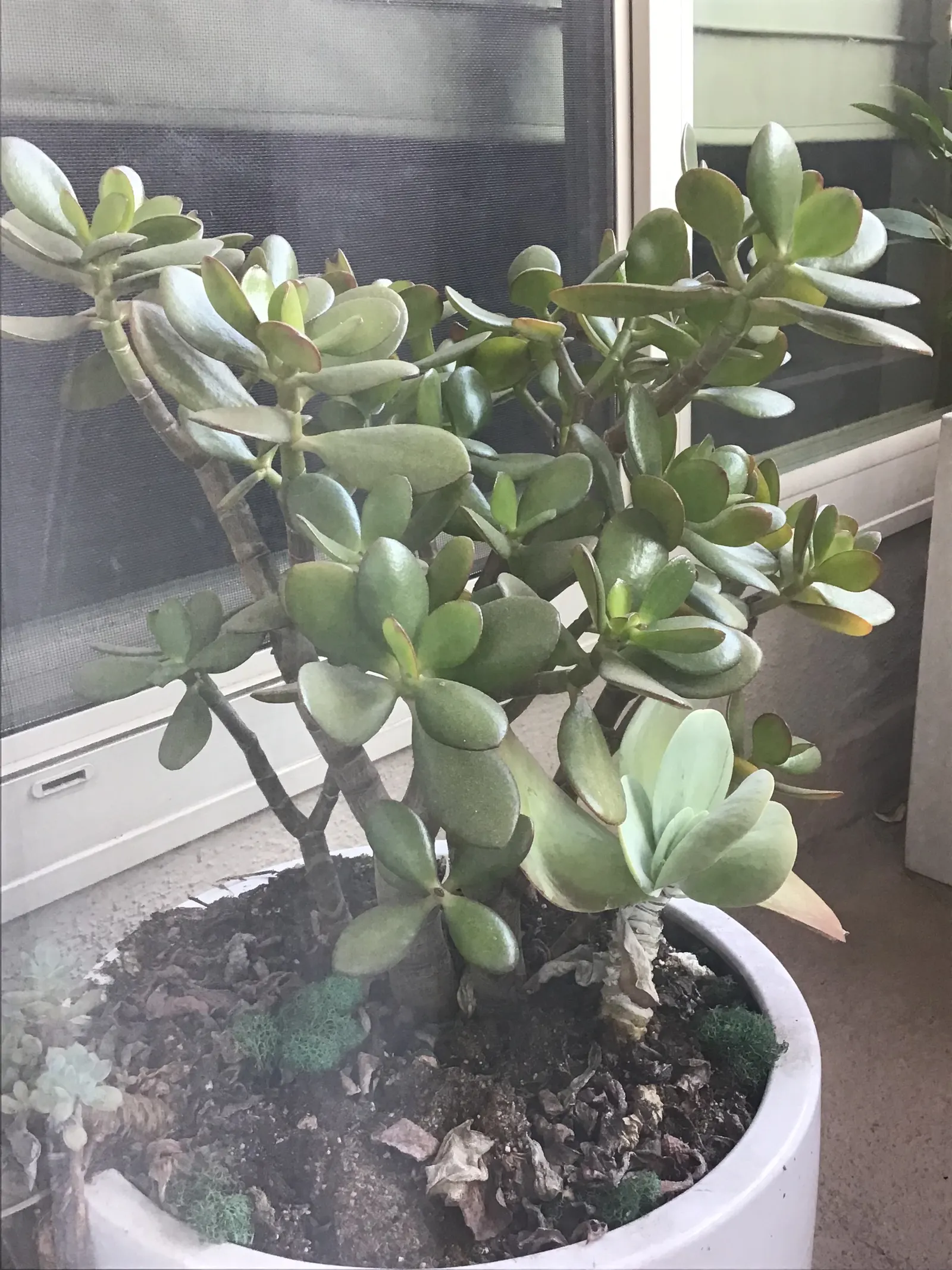 Jade Plant (Crassula Ovata) — making the plant drought-tolerant; a mature Jade Plant reaches a height of 2 to 5 feet and spreads 1 to 3 feet, image 66