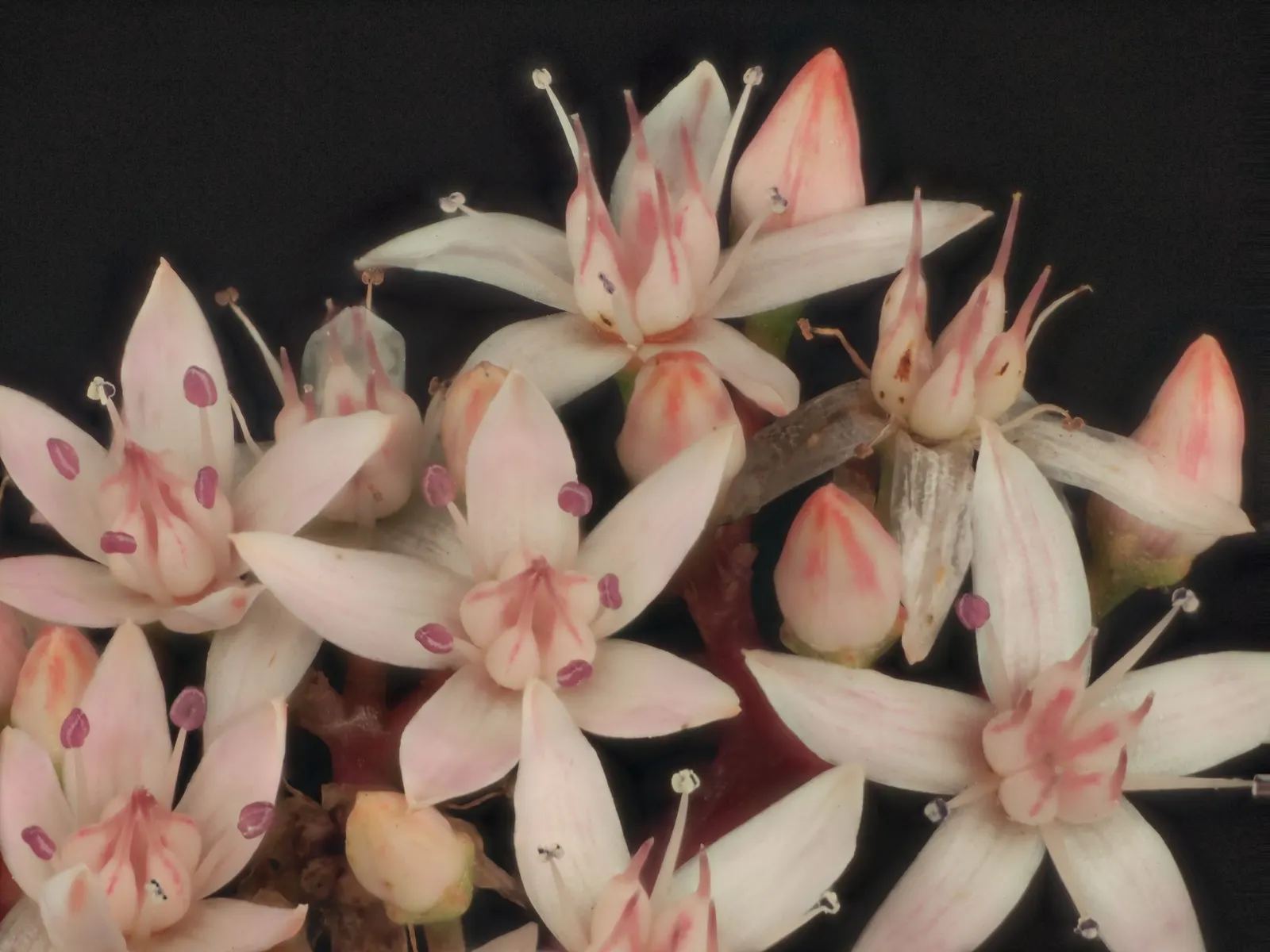 Jade Plant (Crassula Ovata) — and is renowned for its easy care and lush; is a popular succulent that originates from South Africa, image 139