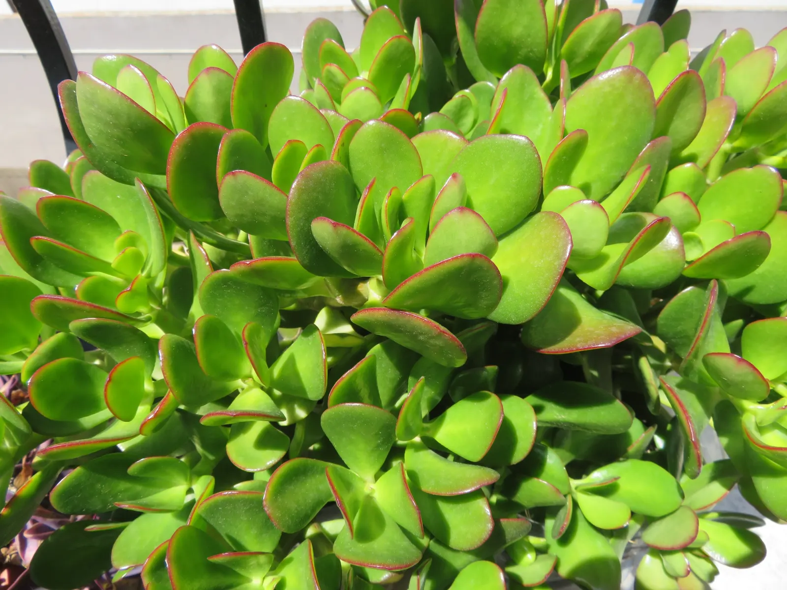 Jade Plant (Crassula Ovata) — which allows them to retain water; symbolically rich foliage, image 117