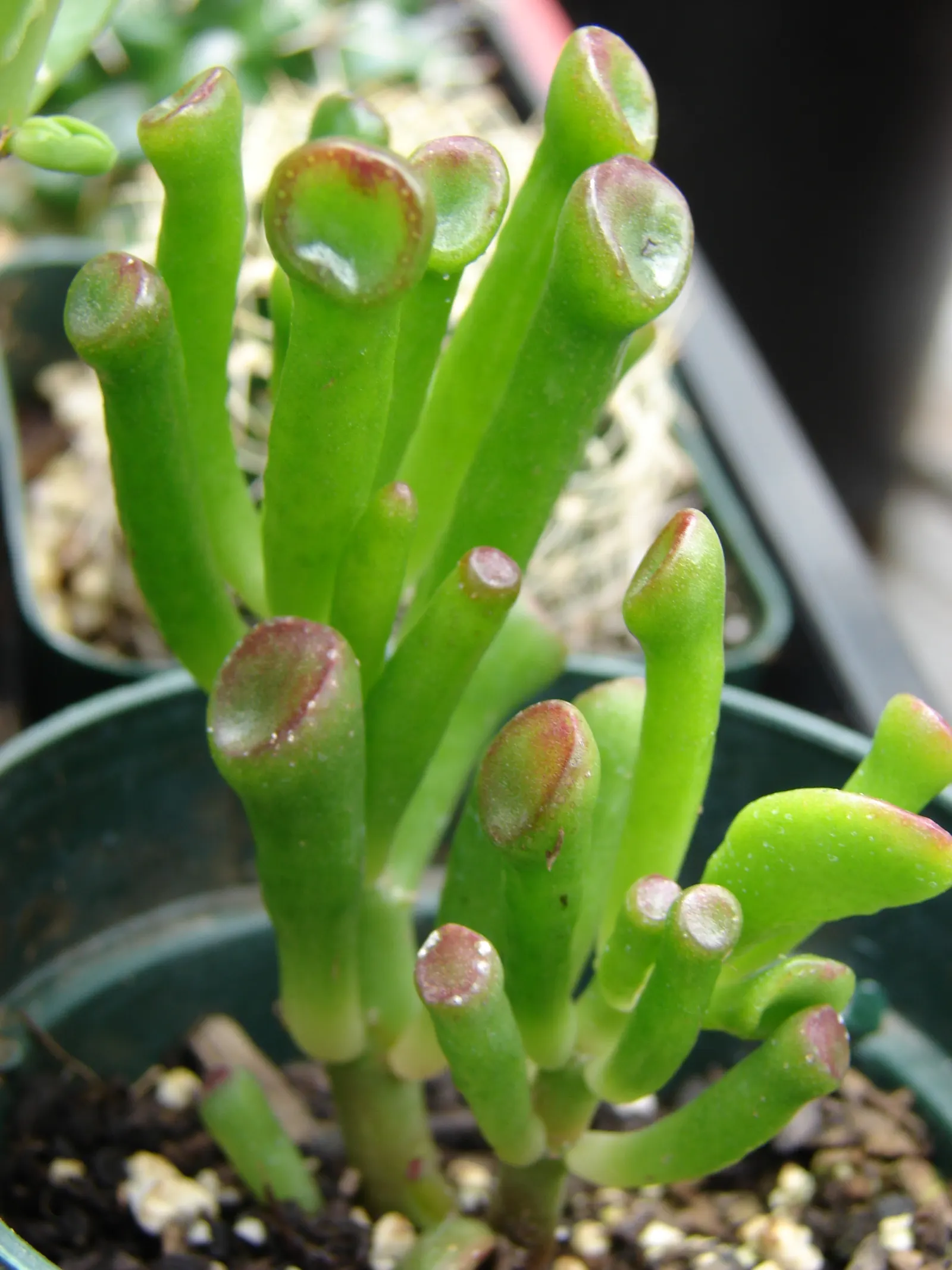 Jade Plant (Crassula Ovata) — This evergreen plant features thick, shiny, smooth leaves that grow in opposing pairs along the branches, image 63