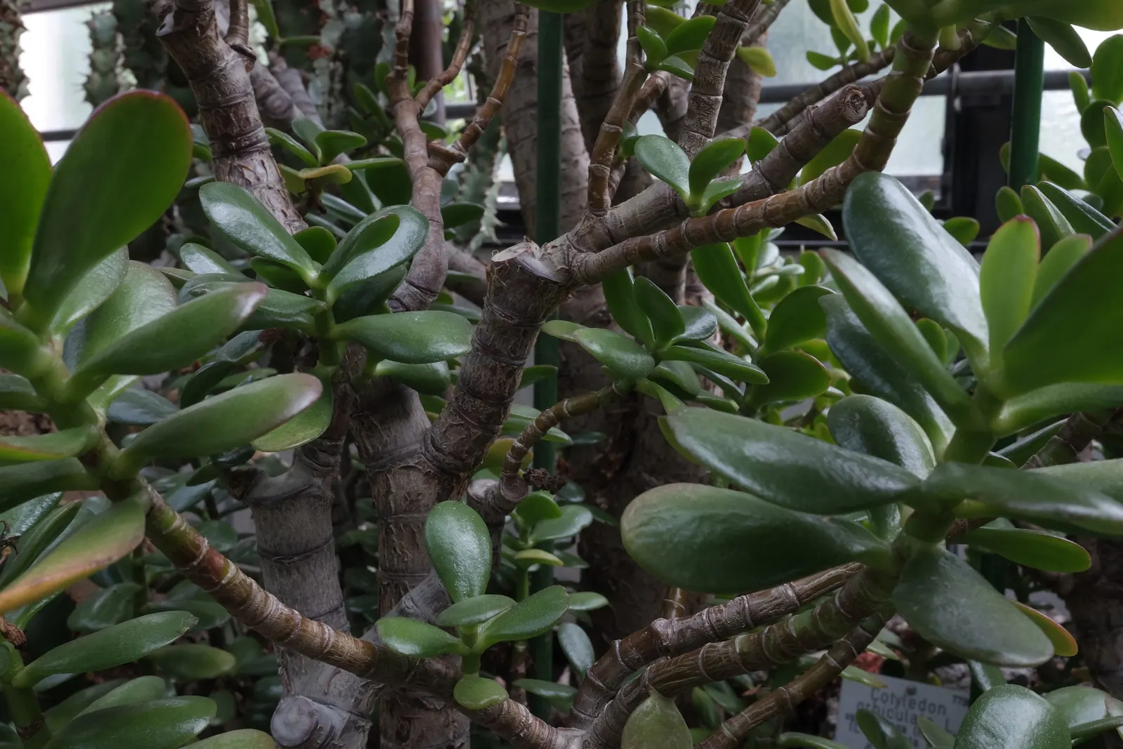 Jade Plant (Crassula Ovata) — it produces small white or pale pink; pink flowers in the garden, image 93