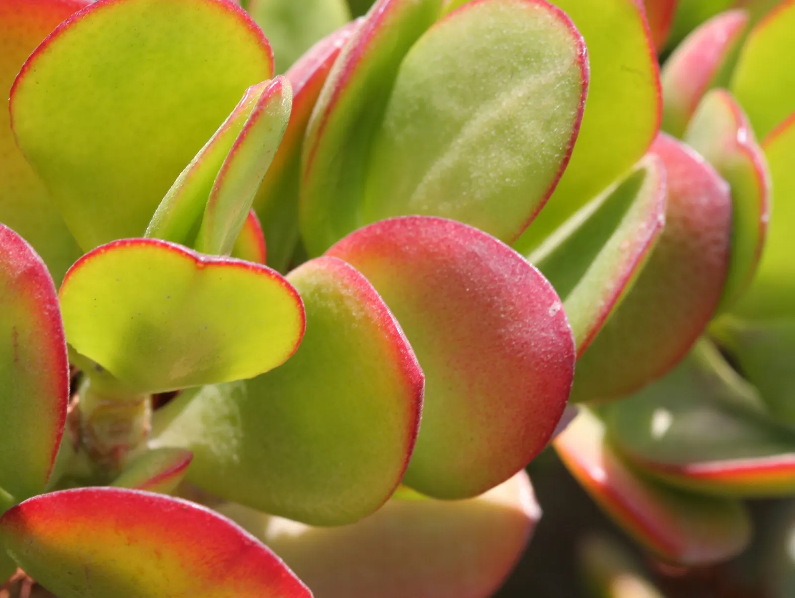 Jade Plant (Crassula Ovata) — Typically growing between 2-4 feet tall, it's an excellent choice for low-maintenance, water-wise landscapes; shrub /, image 56