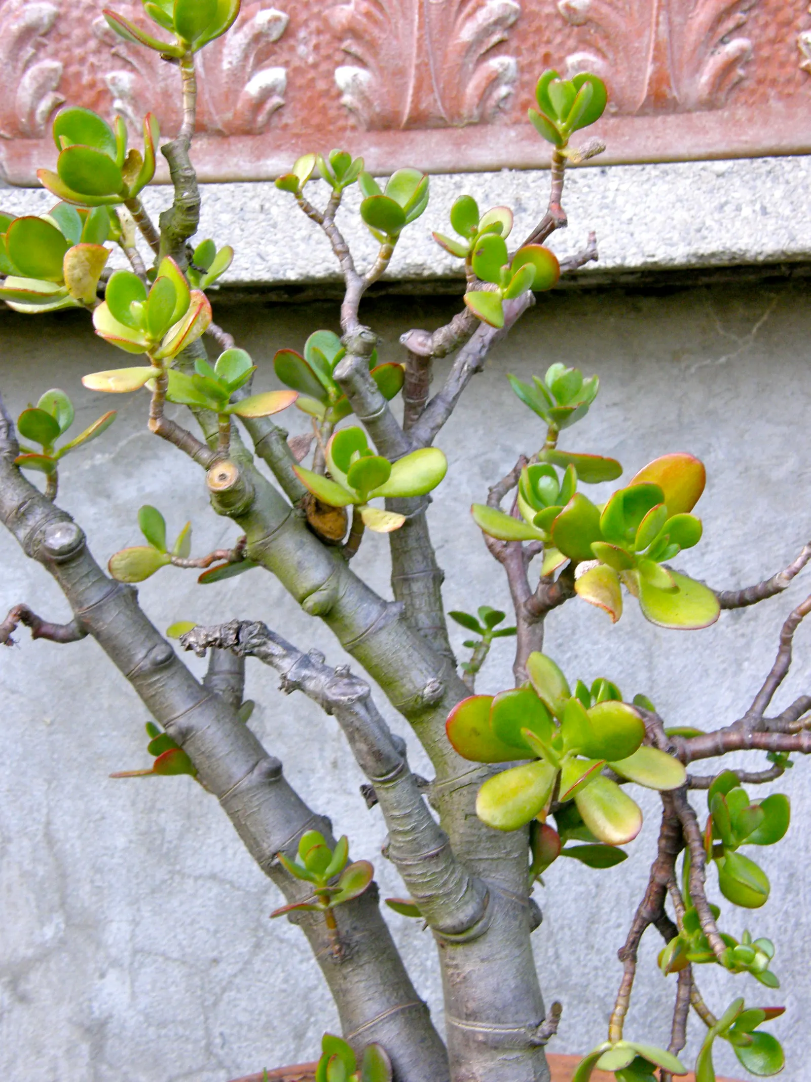 Jade Plant (Crassula Ovata) — This evergreen plant features thick, shiny, smooth leaves that grow in opposing pairs along the branches; overwatering can lead