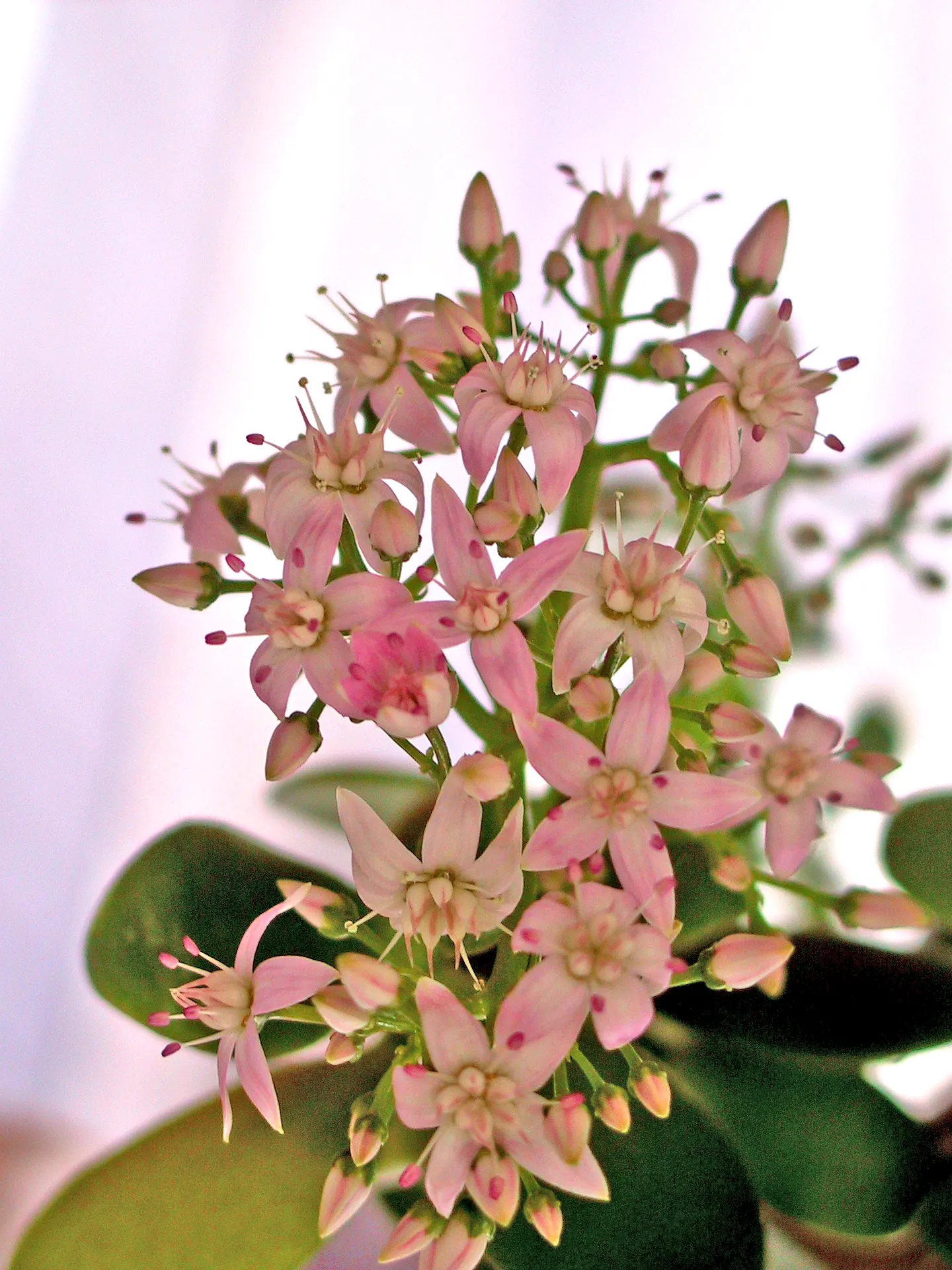 Jade Plant (Crassula Ovata) — star-shaped flowers in late fall to winter.<br><br>Typically; its woody stems and star-shaped flowers add year-round, image 68