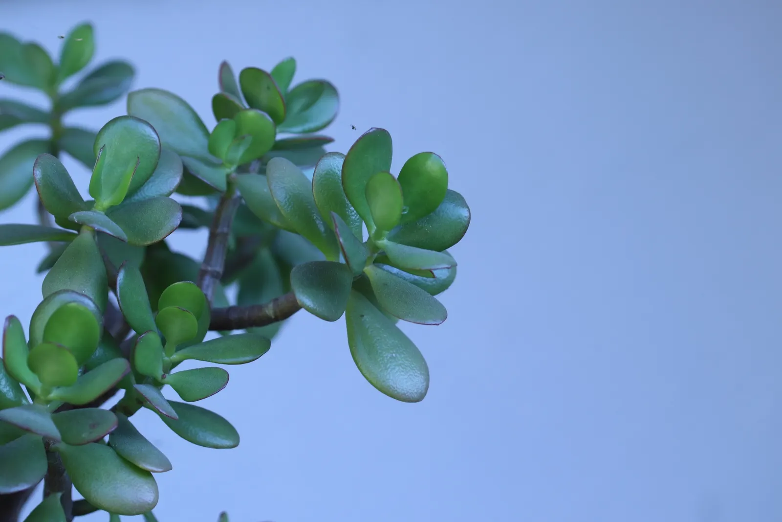 Jade Plant (Crassula Ovata) — Jade Plant (Crassula ovata) is a succulent heralding from South Africa; typically growing between 2-4 feet tall, it's, image 157