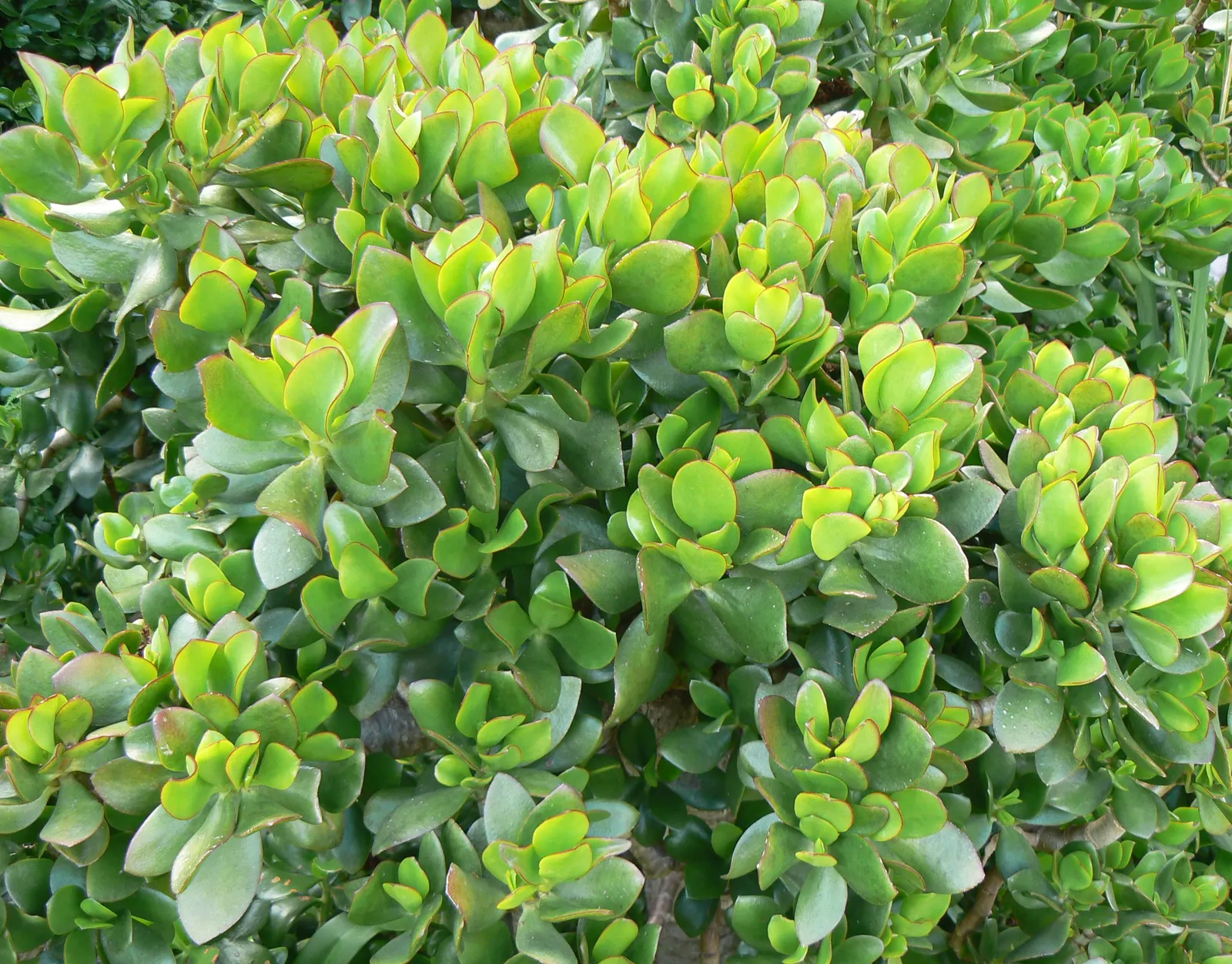 Jade Plant (Crassula Ovata) — and is renowned for its easy care and lush; is a popular succulent that originates from South Africa, image 61