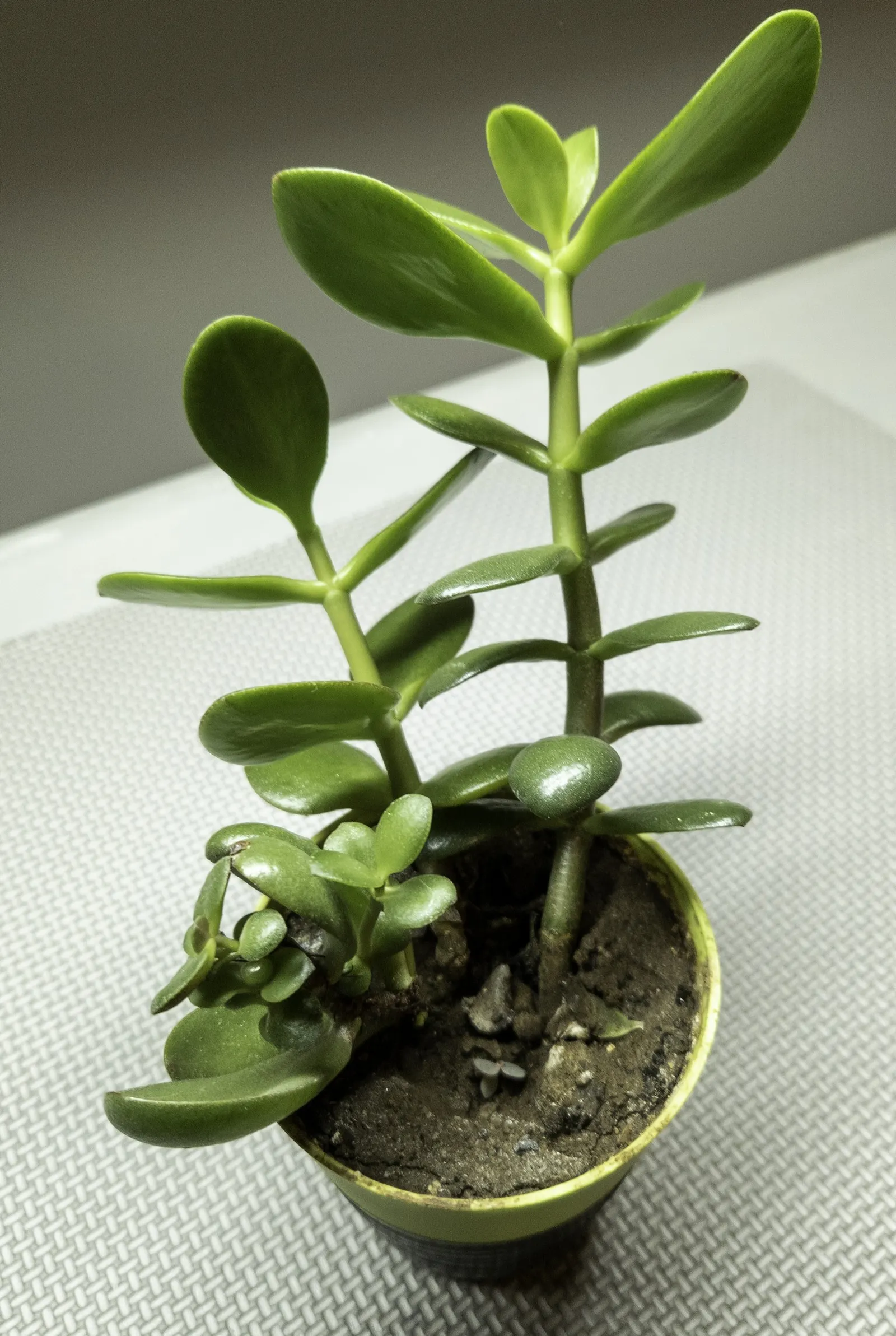 Jade Plant (Crassula Ovata) — This evergreen plant features thick, shiny, smooth leaves that grow in opposing pairs along the branches