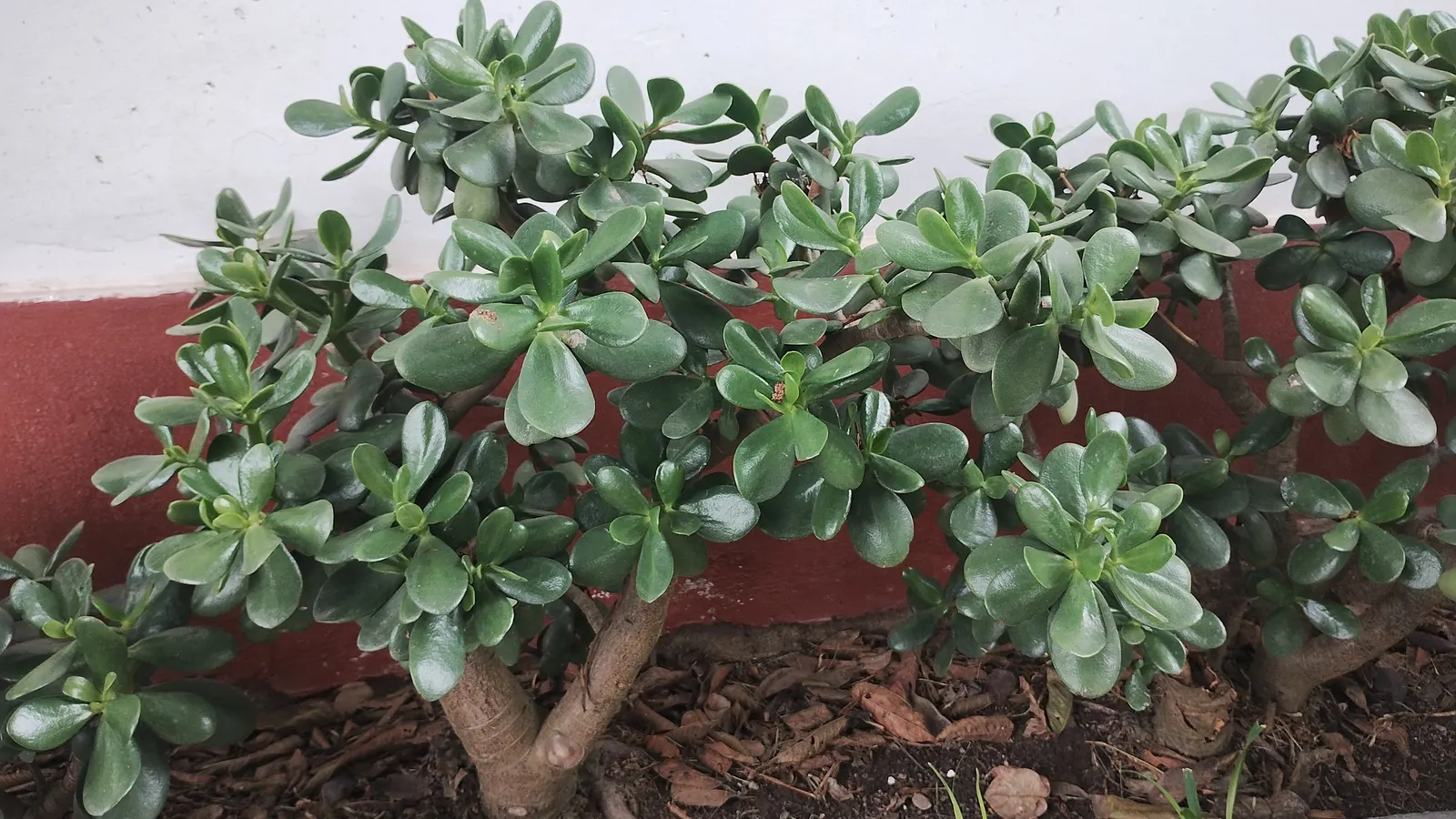 Jade Plant (Crassula Ovata) — It prefers well-draining sandy soil and thrives in full sun to partial shade environments; requiring a minimum of, image 96
