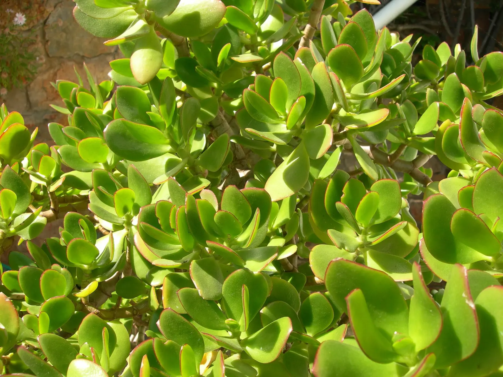 Jade Plant (Crassula Ovata) — shrub / succulent for half; thus it makes a meaningful addition for clients looking for both aesthetics and a touch, image 78