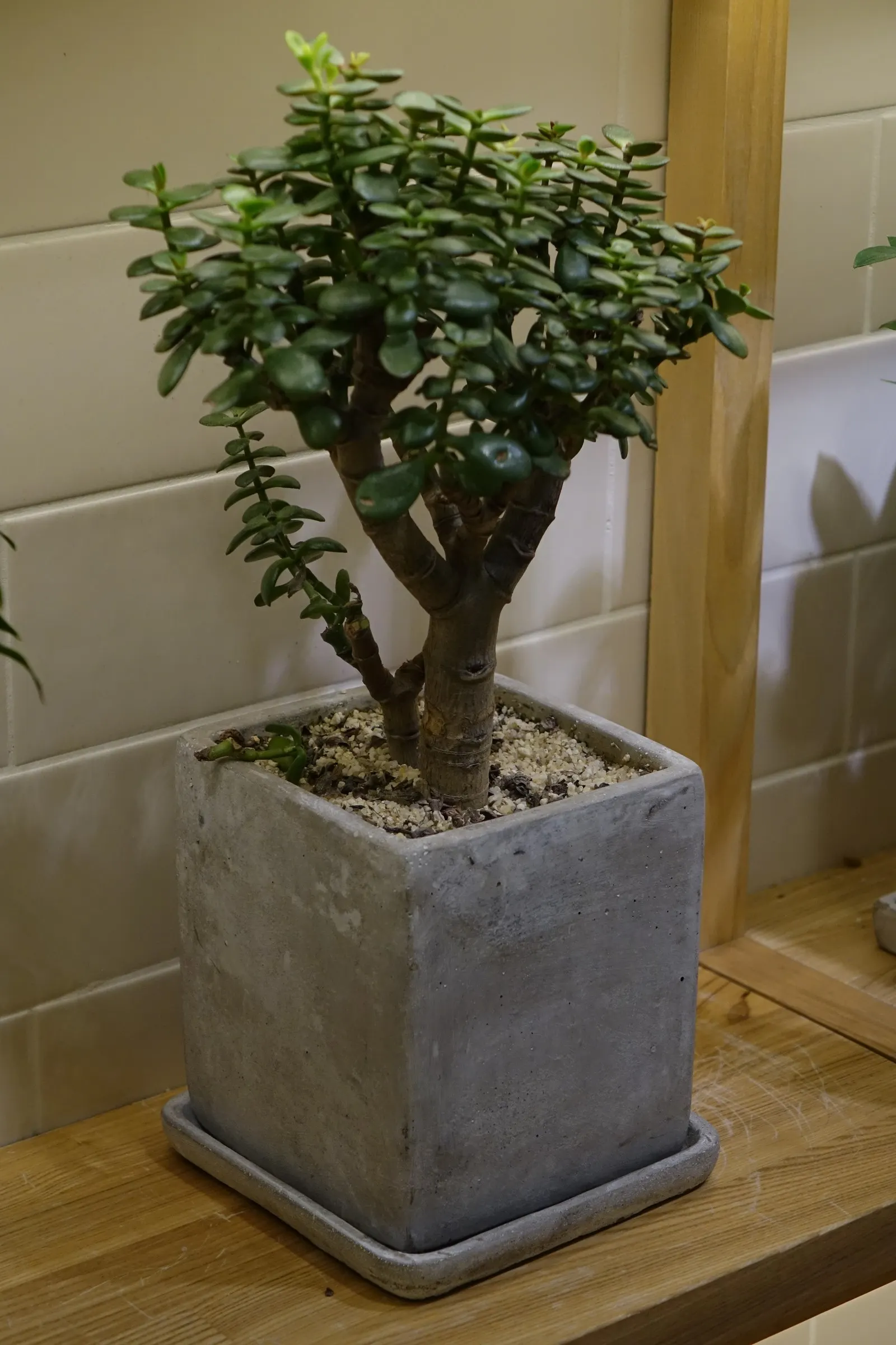 Jade Plant (Crassula Ovata) — It prefers well-draining sandy soil and thrives in full sun to partial shade environments; requiring a minimum of four hours of