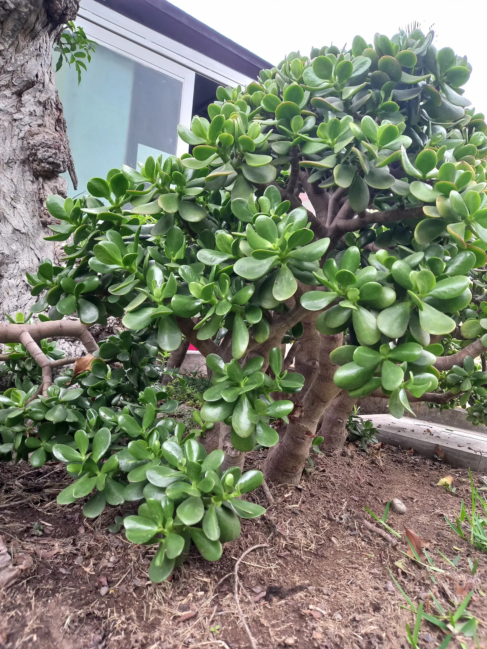 Jade Plant (Crassula Ovata) — Jade Plant (Crassula ovata) is a succulent heralding from South Africa; typically growing between 2-4 feet tall, it's an