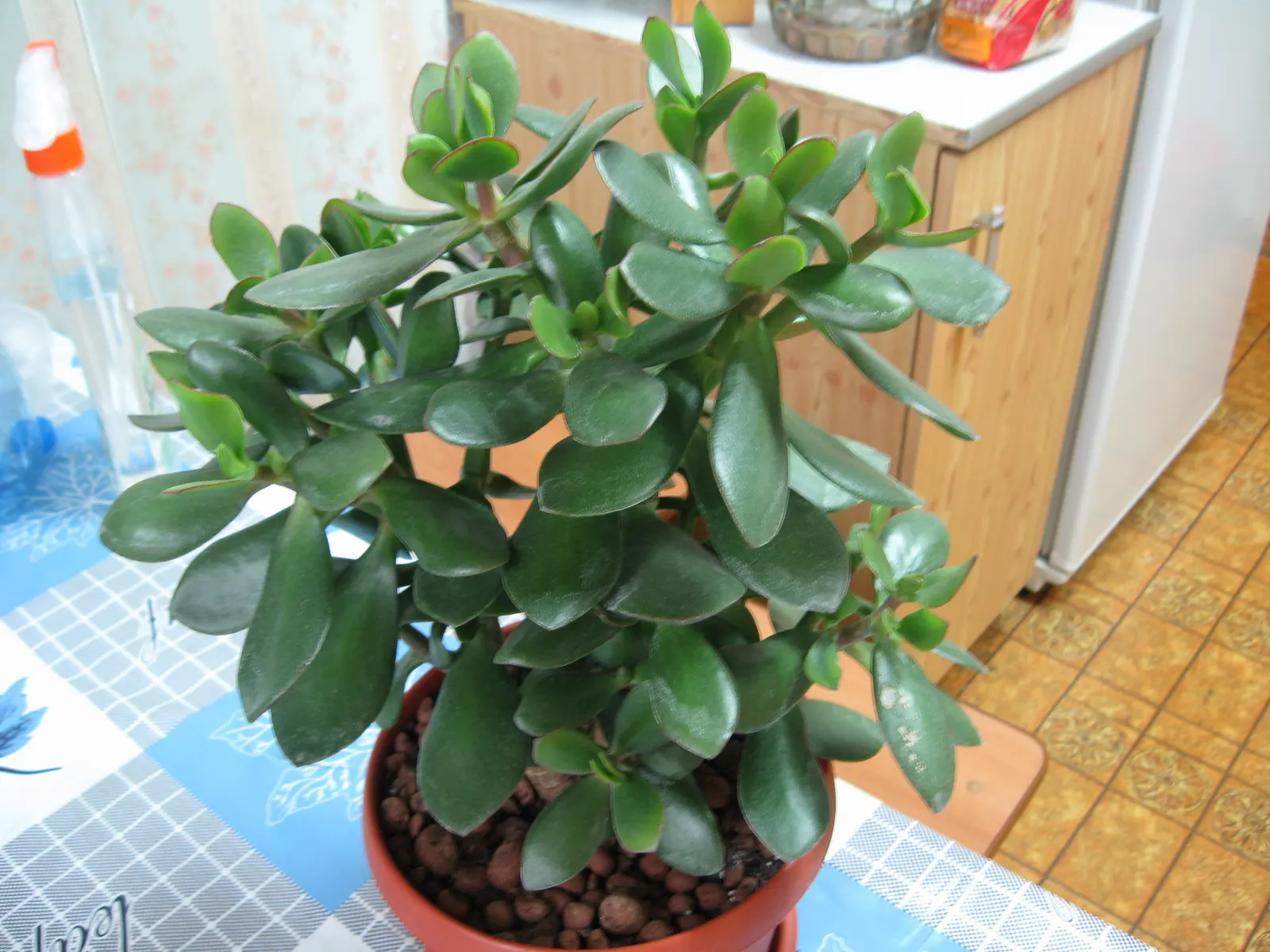 Jade Plant (Crassula Ovata) — scientifically known as Crassula ovata
