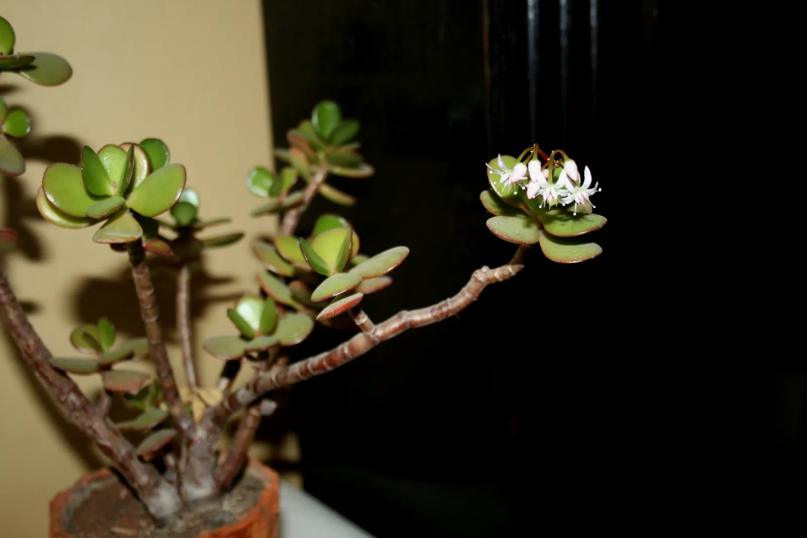 Jade Plant (Crassula Ovata) — scientifically known as Crassula ovata; <br><br>USDA hardiness zones for the Jade Plant are 10 to 11, image 137