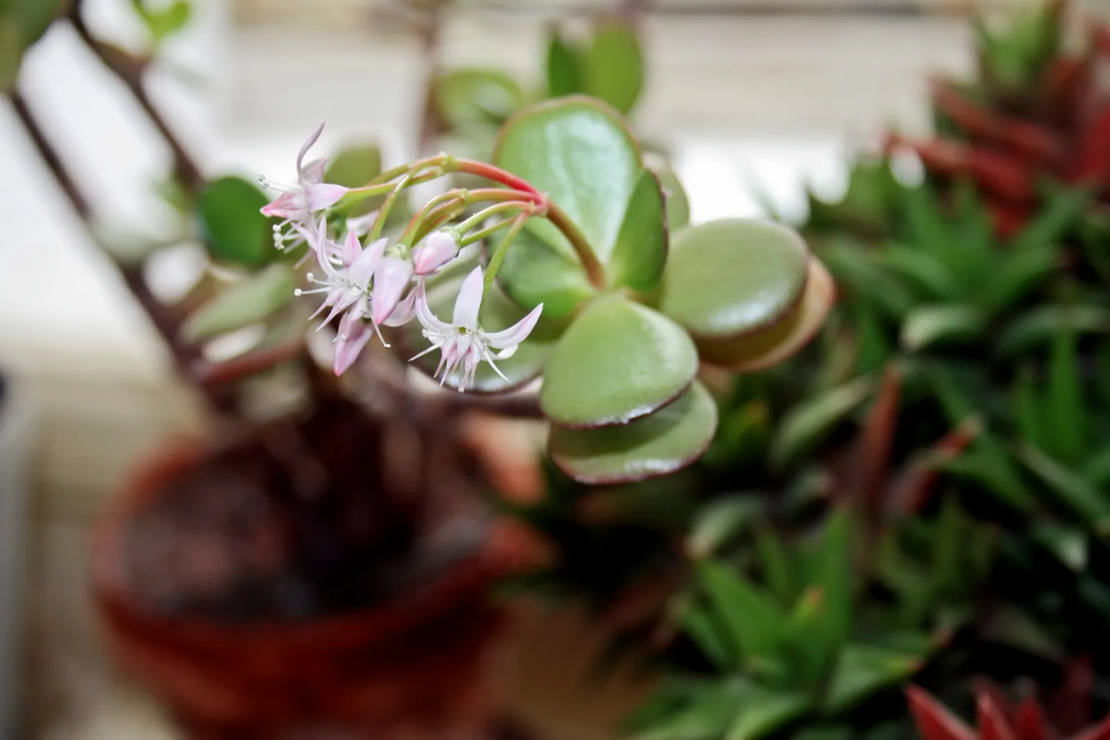 Jade Plant (Crassula Ovata) — In colder climates, it should be grown indoors or in a sheltered location to protect it from frost; making the plant, image 125