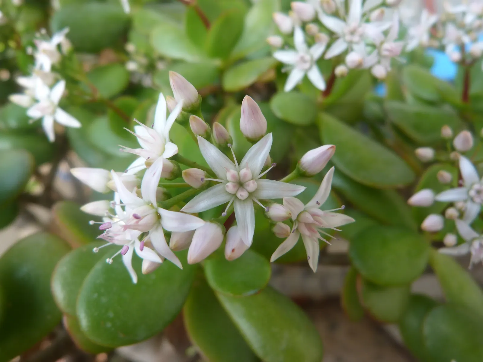 Jade Plant (Crassula Ovata) — This hardy perennial thrives in full sun to partial shade, requiring minimal water once established; it prefers, image 55