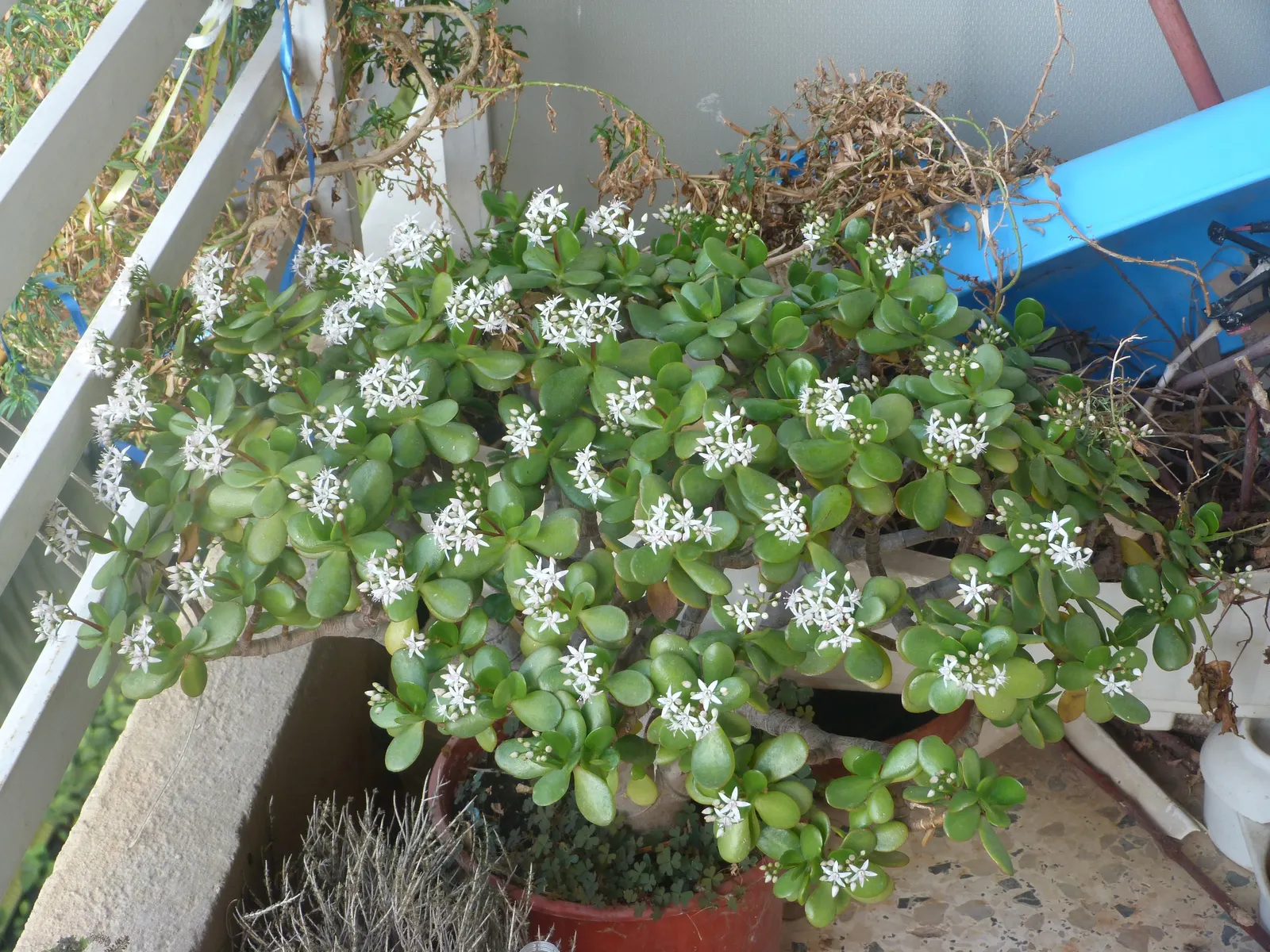 Jade Plant (Crassula Ovata) — scientifically known as Crassula ovata; <br><br>USDA hardiness zones for the Jade Plant are 10 to 11