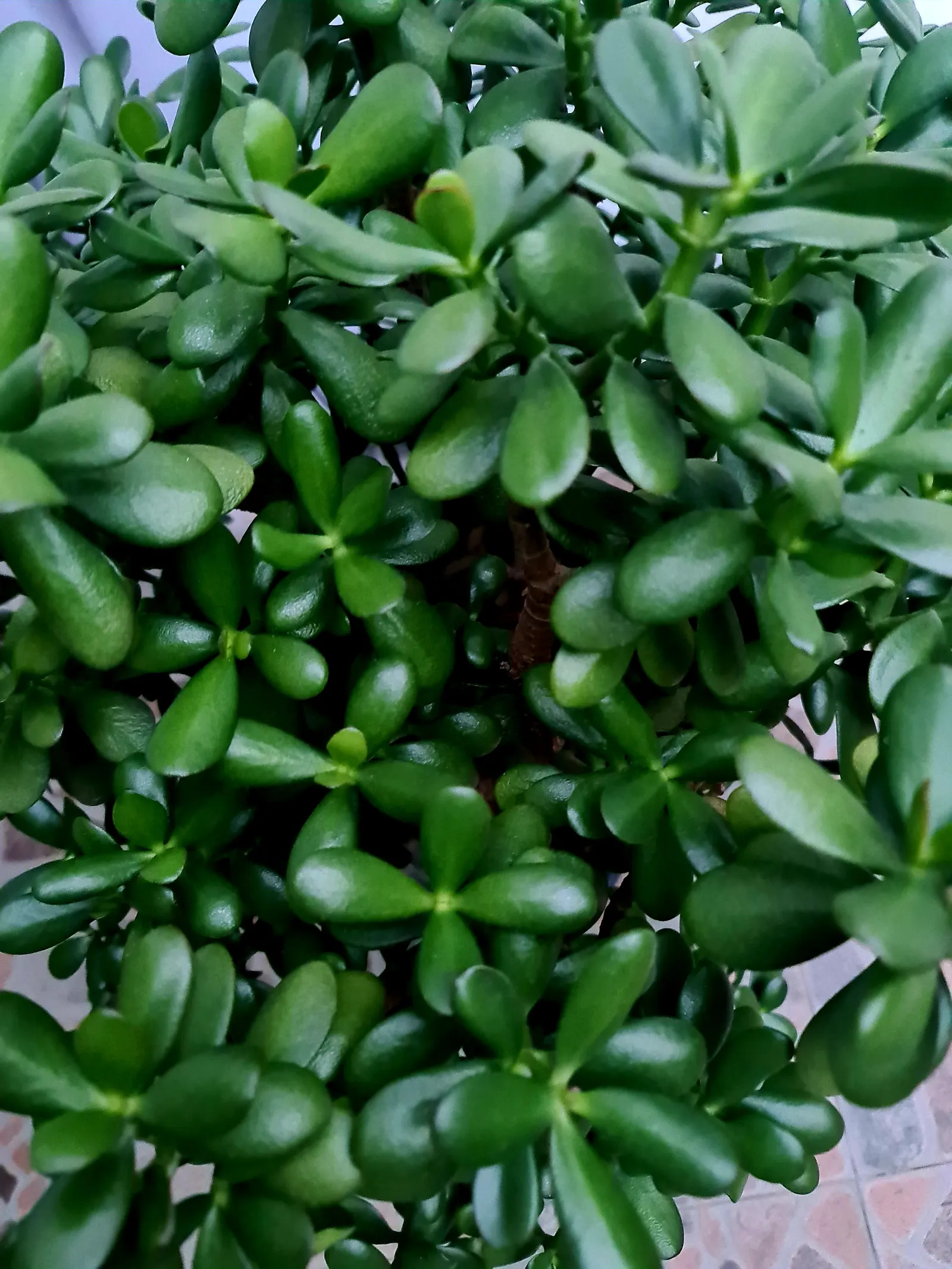 Jade Plant (Crassula Ovata) — and is renowned for its easy care and lush; is a popular succulent that originates from South Africa, image 165