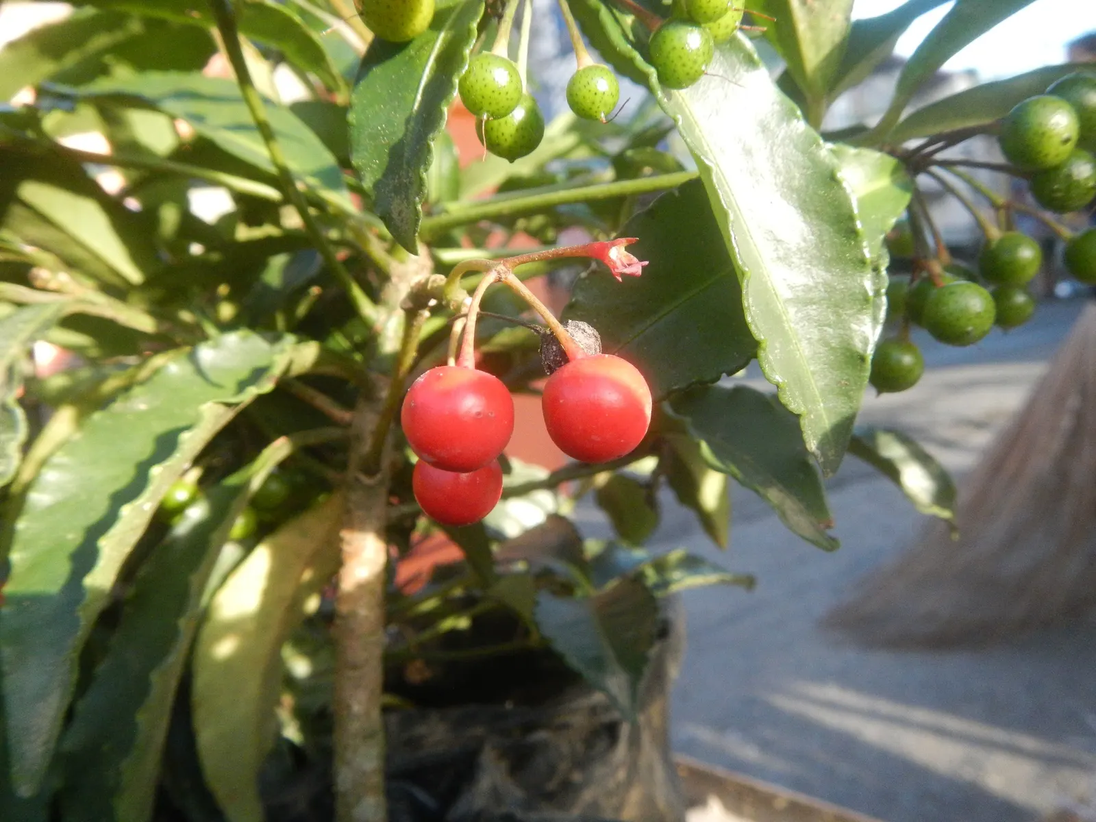 Jade Plant (Crassula Ovata) — and is renowned for its easy care and lush; is a popular succulent that originates from South Africa