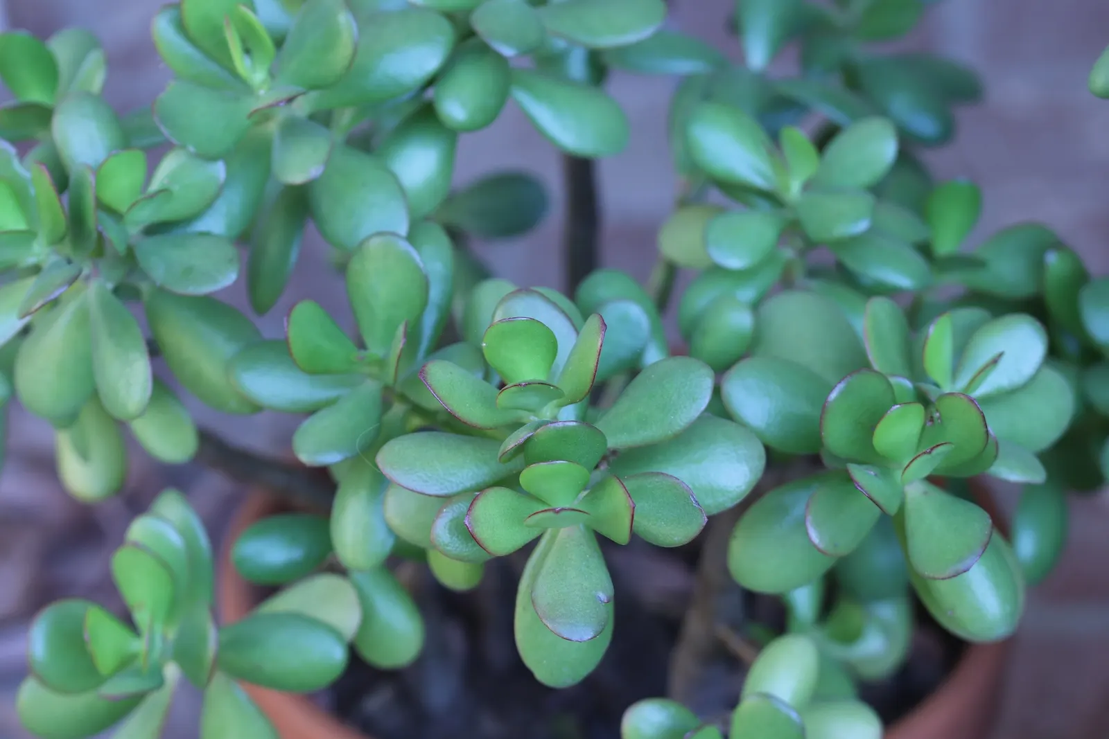 Jade Plant (Crassula Ovata) — which allows them to retain water; symbolically rich foliage, image 91