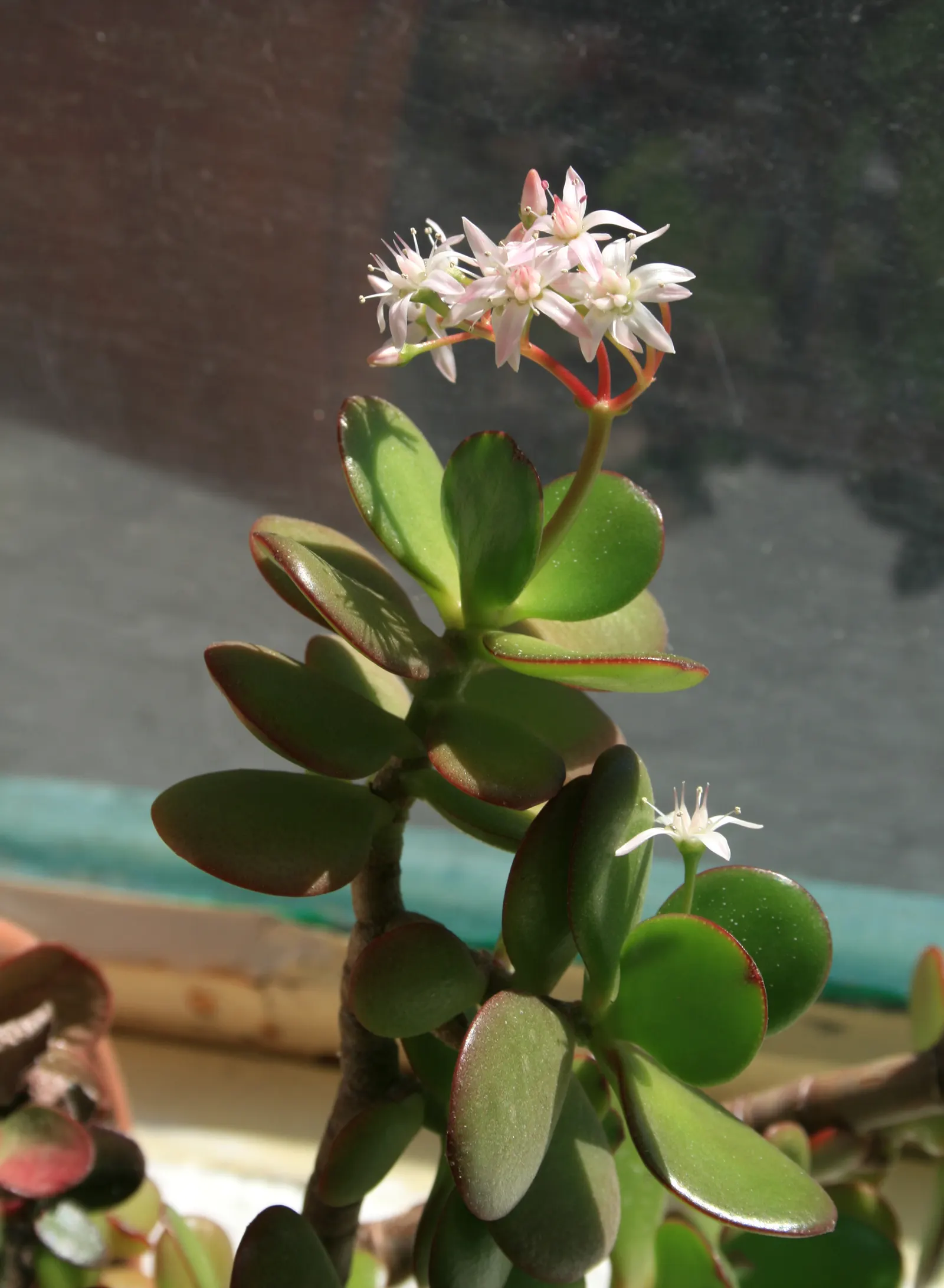 Jade Plant (Crassula Ovata) — star-shaped flowers in late fall to winter.<br><br>Typically
