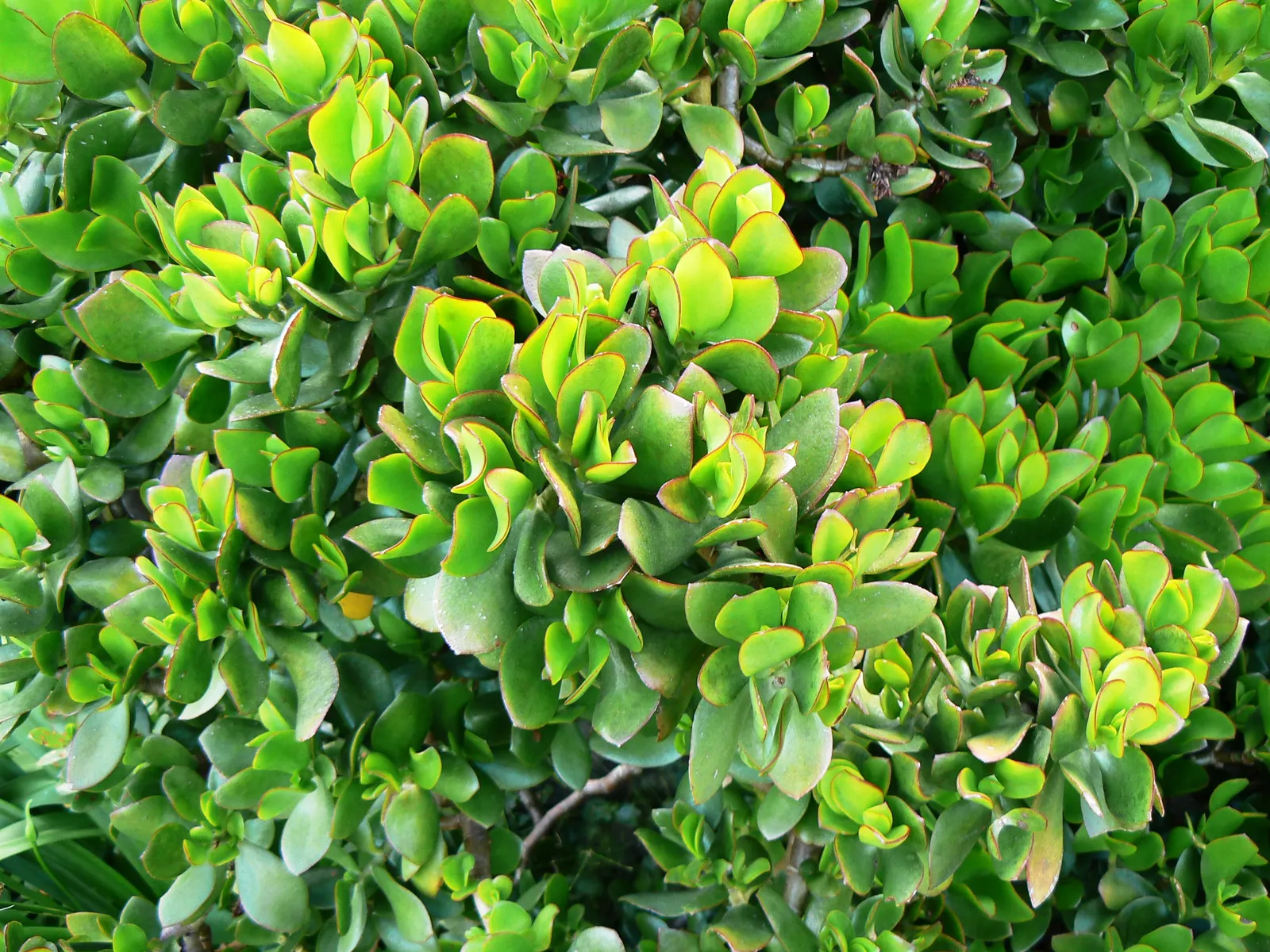 Jade Plant (Crassula Ovata) — thus it makes a meaningful addition for clients looking for both aesthetics and a touch of tradition; celebrated for its glossy