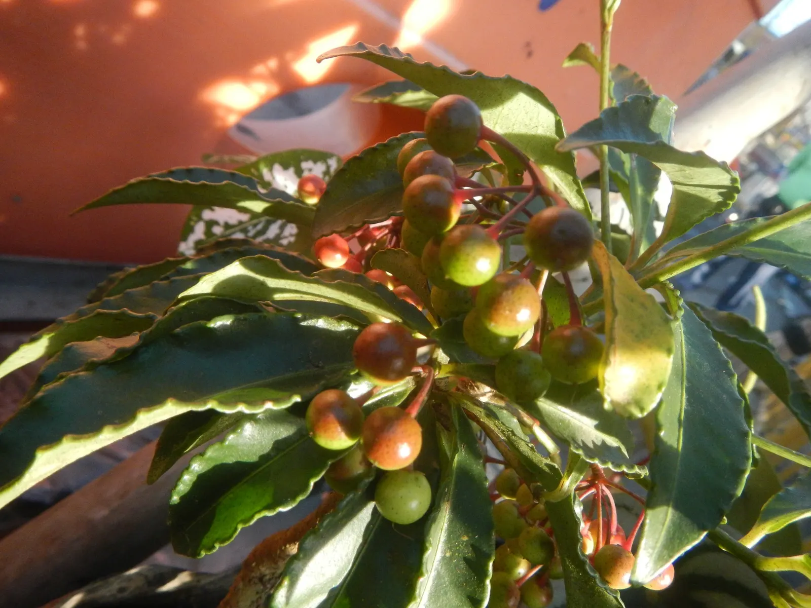 Jade Plant (Crassula Ovata) — Overwatering can lead to root rot; in colder climates, it should be grown indoors or in a sheltered location to, image 178