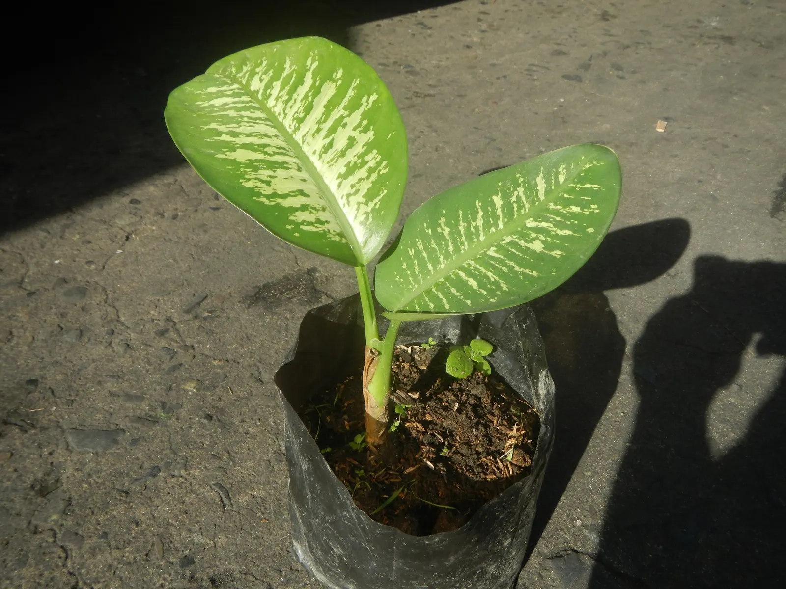 Jade Plant (Crassula Ovata) — shrub / succulent for half; thus it makes a meaningful addition for clients looking for both aesthetics and a touch, image 104
