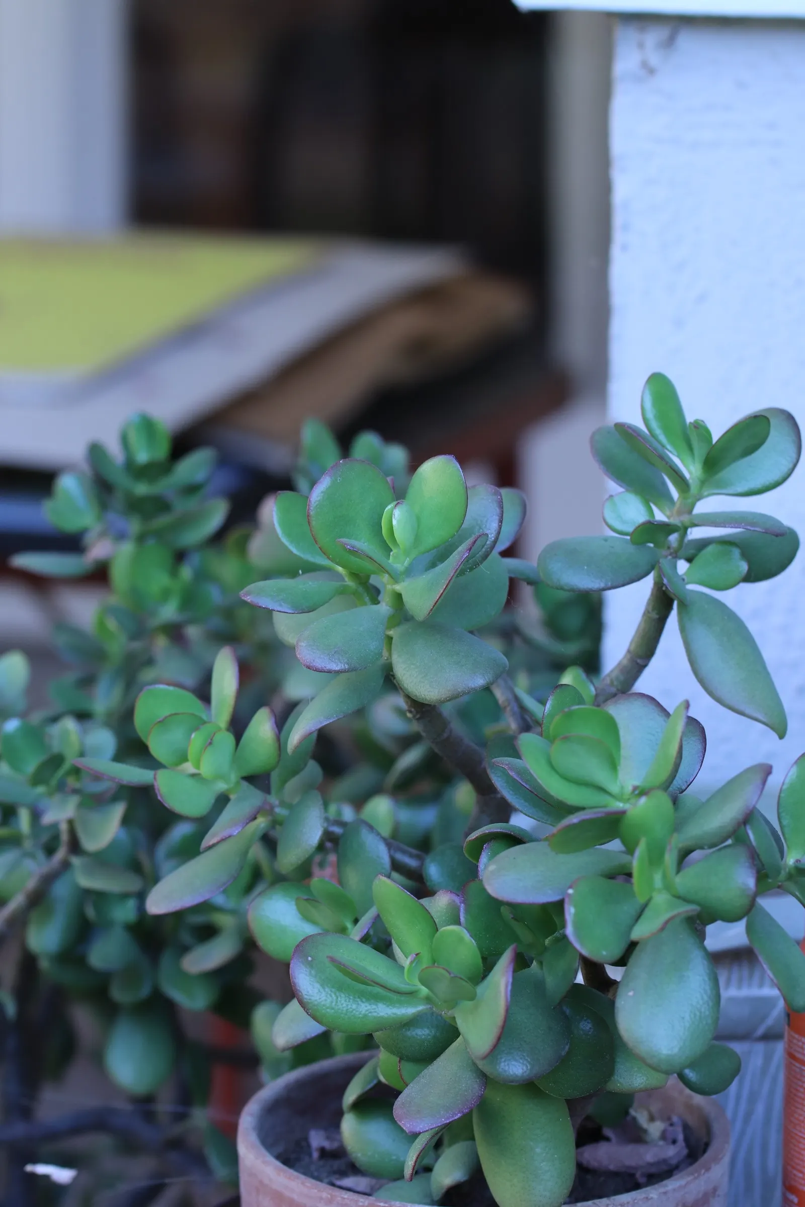 Jade Plant (Crassula Ovata) — Overwatering can lead to root rot; in colder climates, it should be grown indoors or in a sheltered location to, image 100