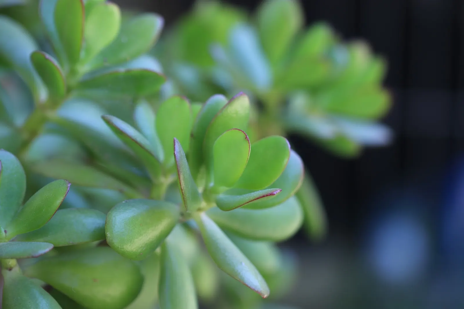 Jade Plant (Crassula Ovata) — Its woody stems and star-shaped flowers add year-round interest, particularly in winter when it blooms; ideal for, image 135