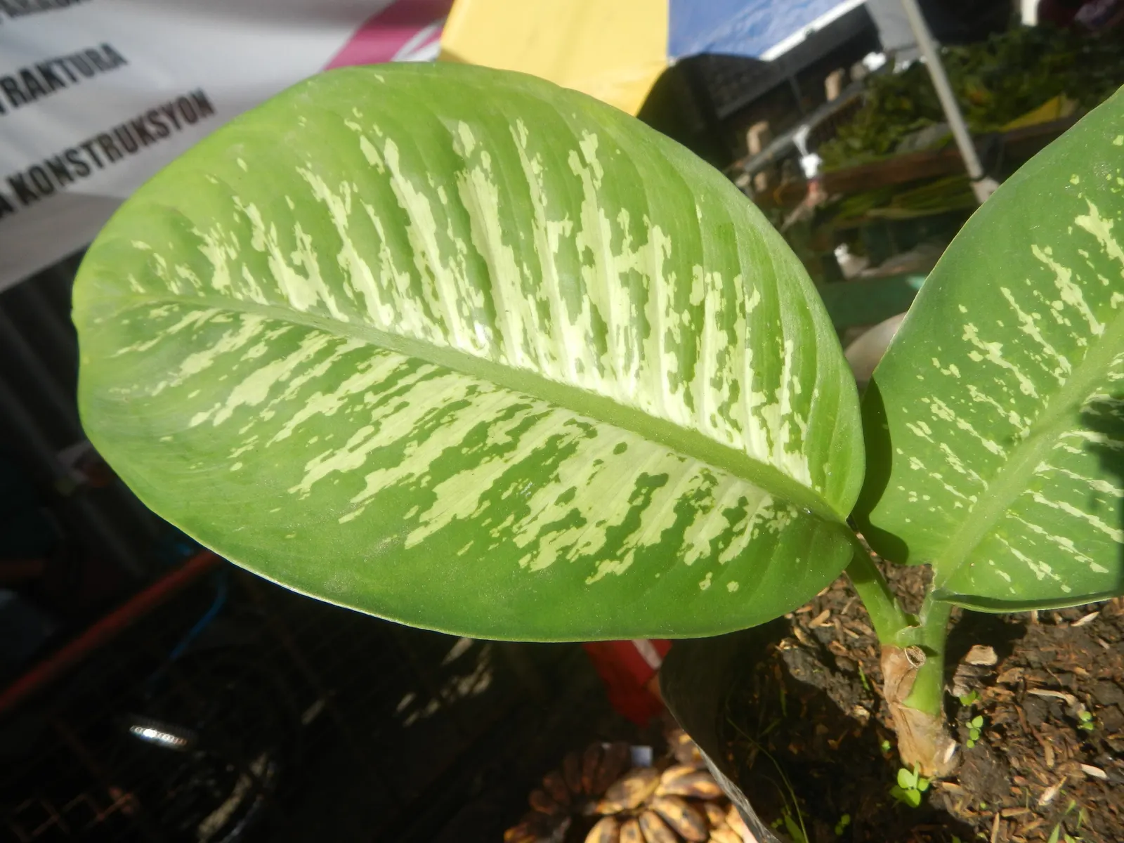 Jade Plant (Crassula Ovata) — Overwatering can lead to root rot; in colder climates, it should be grown indoors or in a sheltered location to protect it from