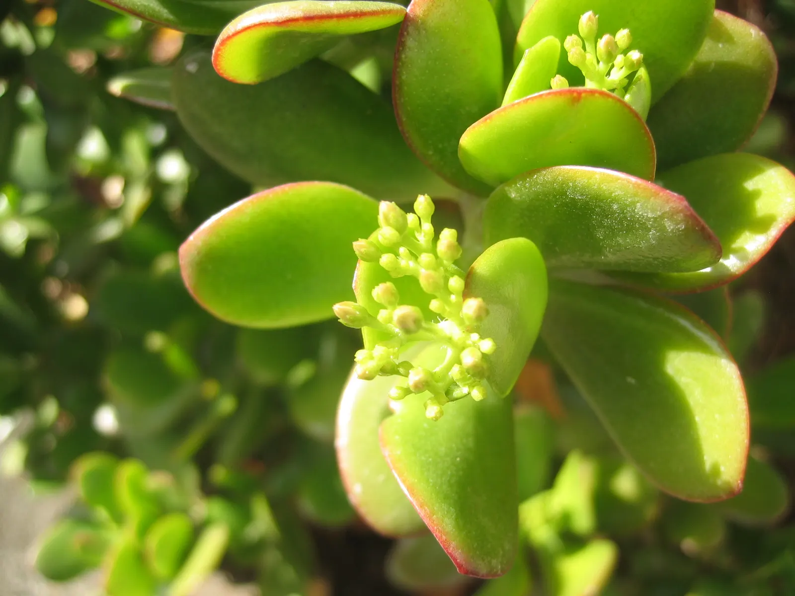 Jade Plant (Crassula Ovata) — Ideal for USDA zones 9-11; which allows them to retain water