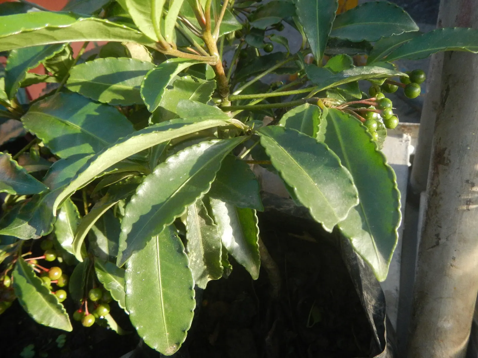 Jade Plant (Crassula Ovata) — In colder climates, it should be grown indoors or in a sheltered location to protect it from frost; making the plant, image 177