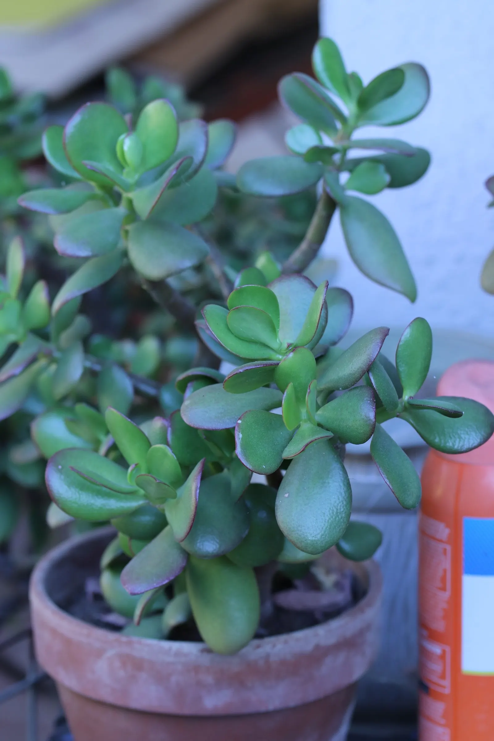 Jade Plant (Crassula Ovata) — Ideal for USDA zones 9-11