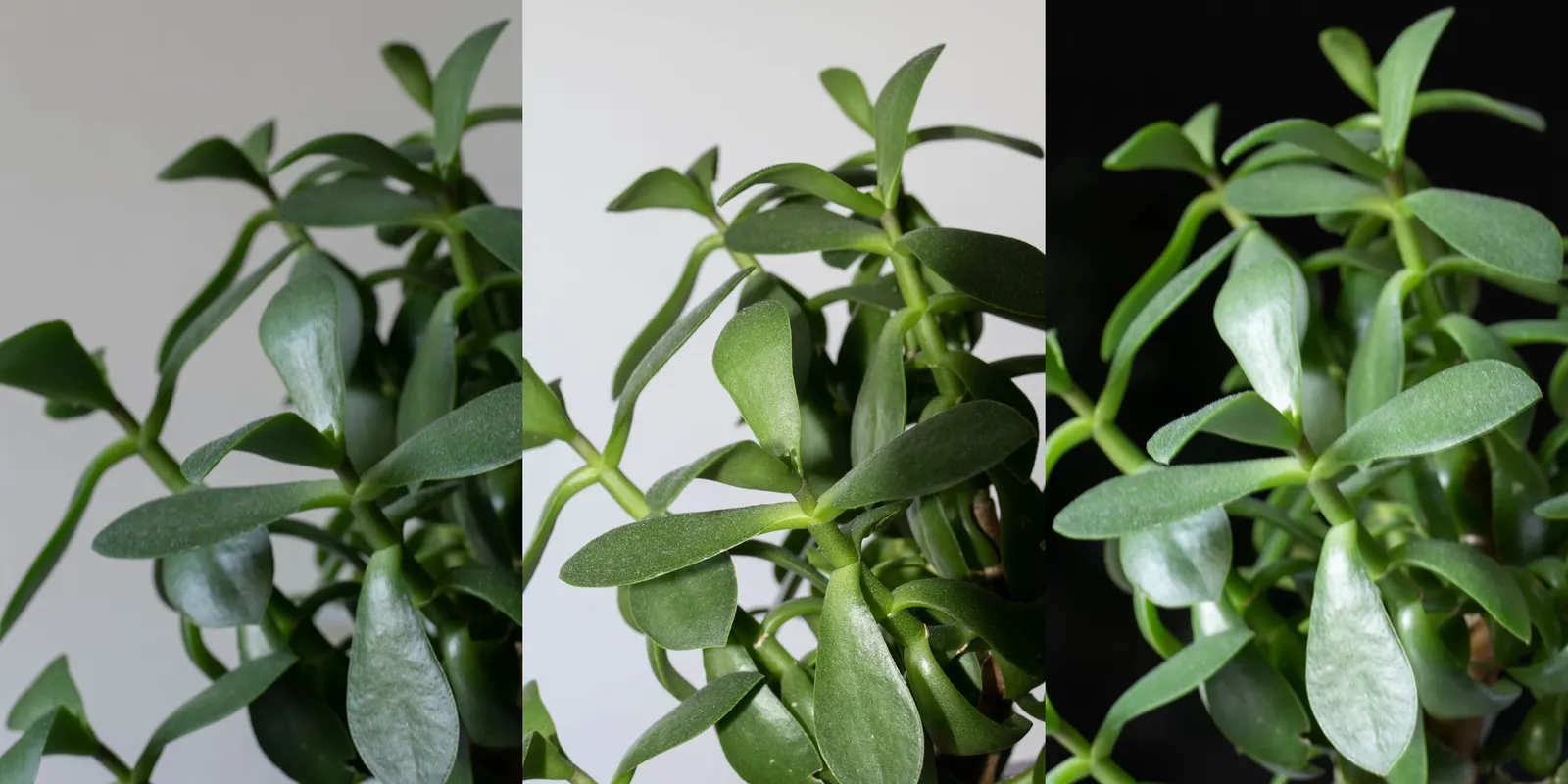 Jade Plant (Crassula Ovata) — Its woody stems and star-shaped flowers add year-round interest, particularly in winter when it blooms; ideal for, image 161