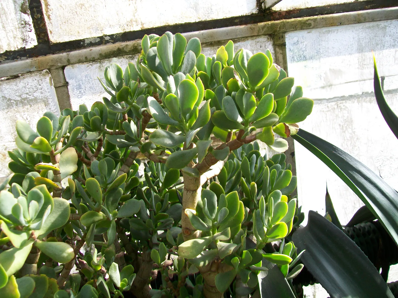 Jade Plant (Crassula Ovata) — it produces small white or pale pink; pink flowers in the garden, image 171
