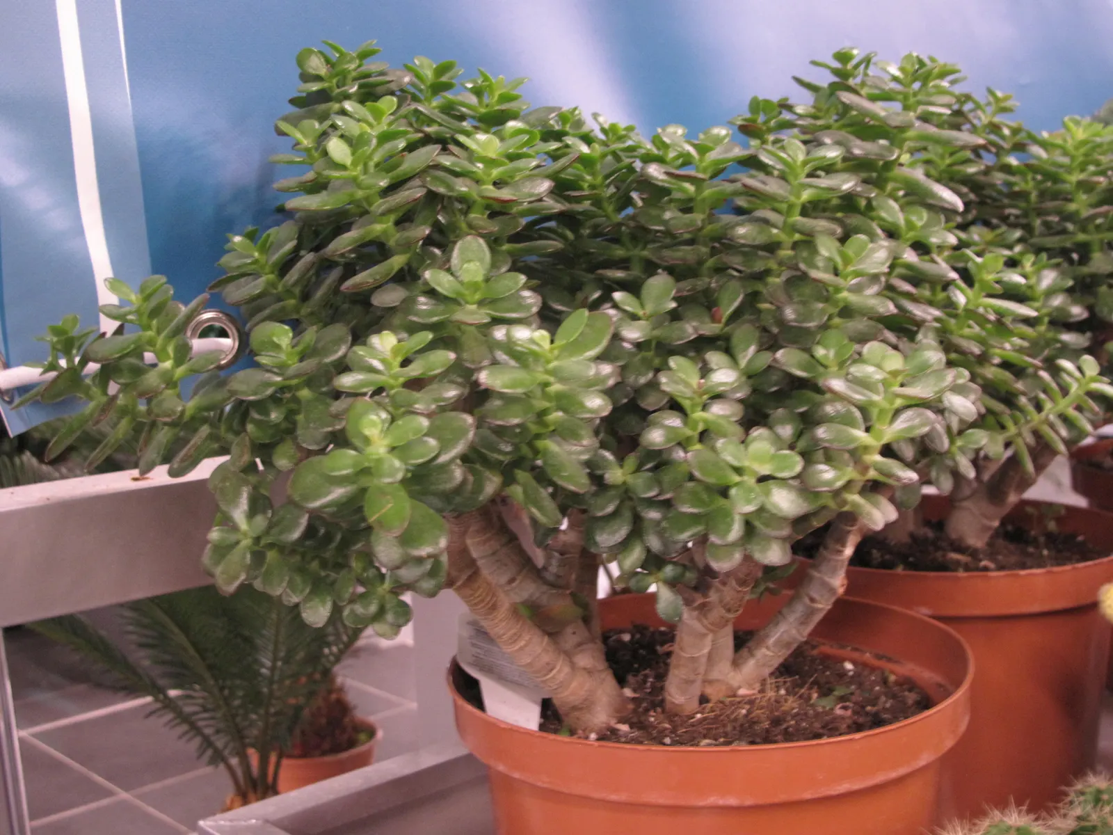 Jade Plant (Crassula Ovata) — it produces small white or pale pink; pink flowers in the garden, image 145