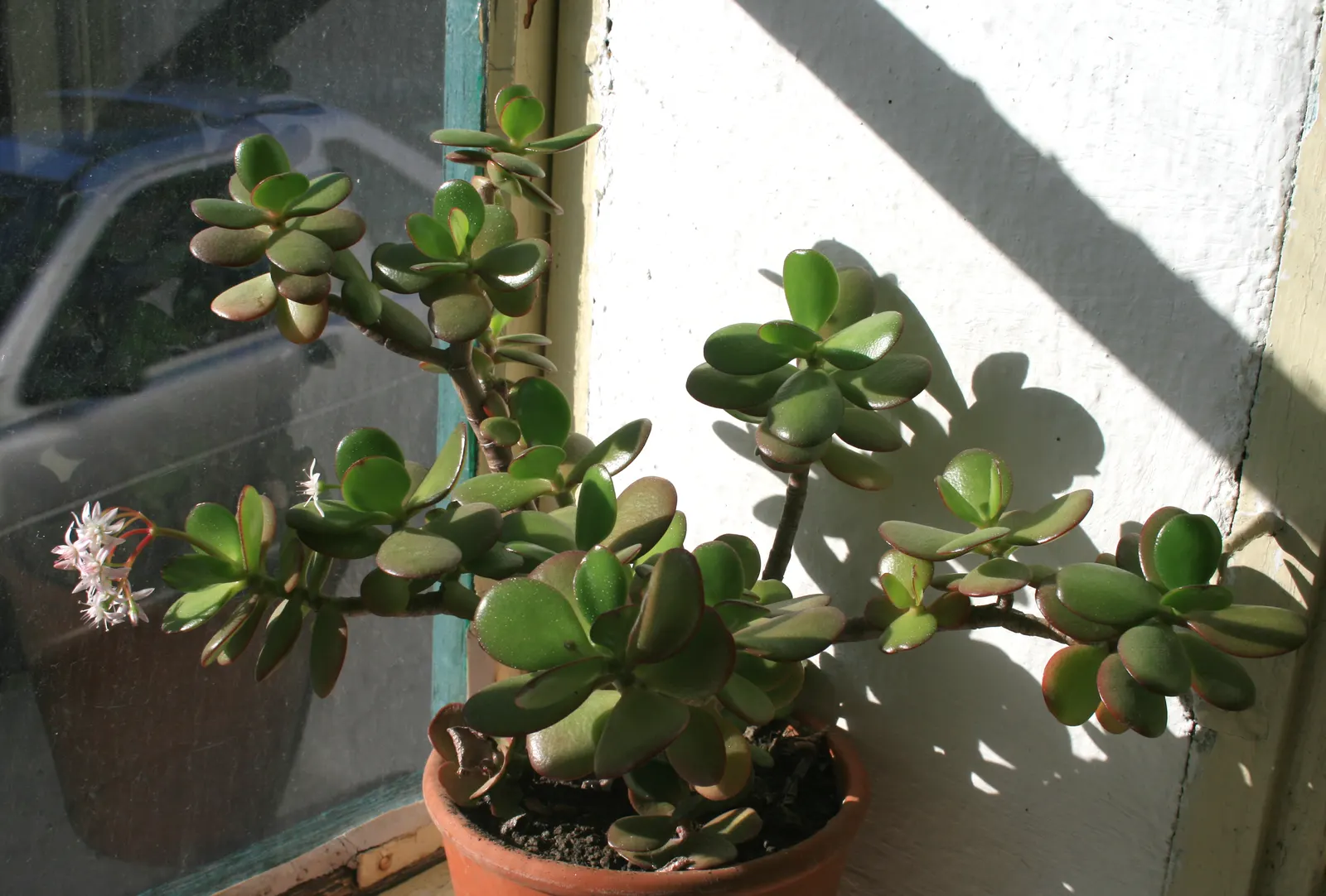 Jade Plant (Crassula Ovata) — <br><br>USDA hardiness zones for the Jade Plant are 10 to 11; scientifically known as Crassula ovata, image 98