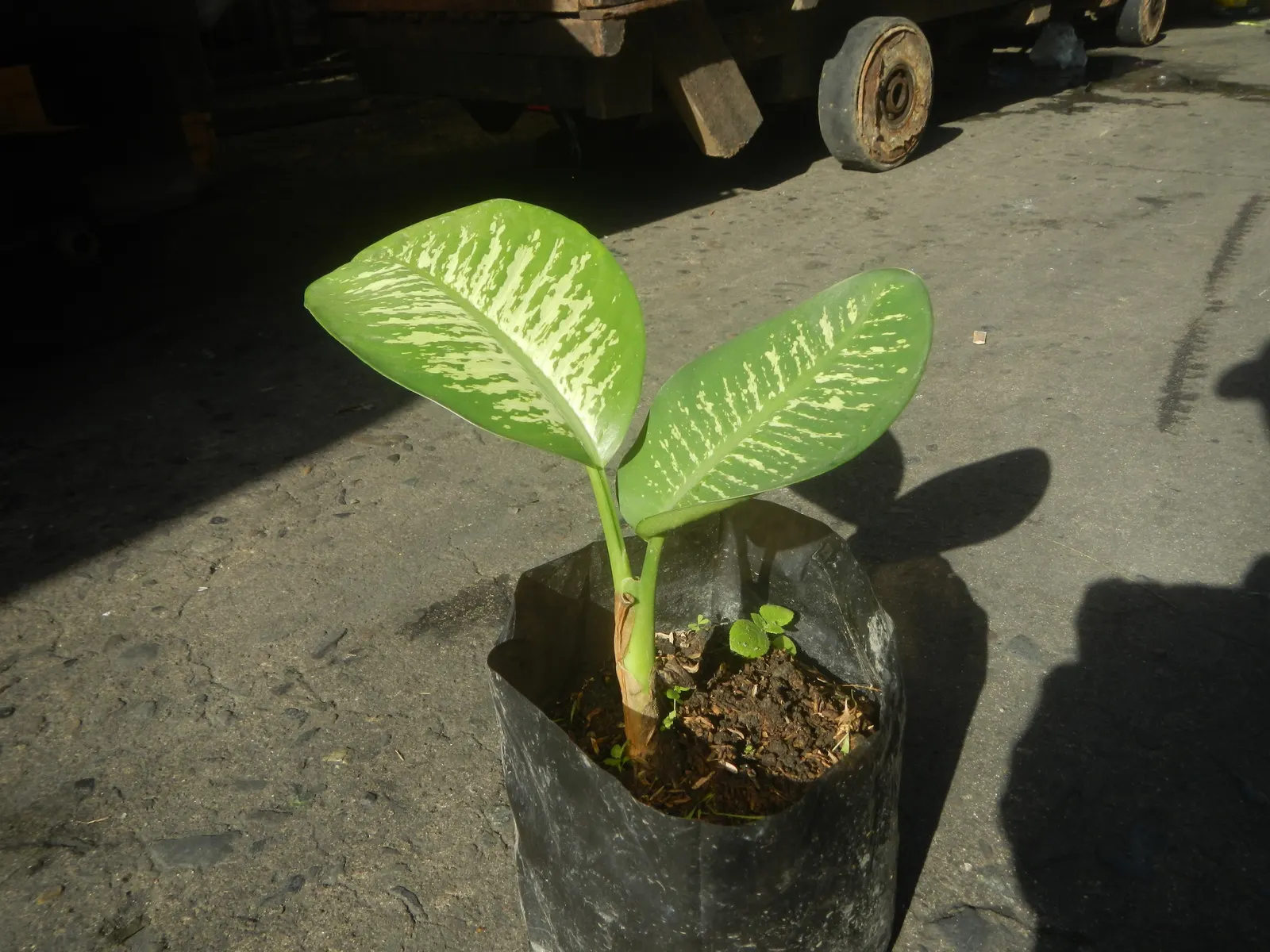 Jade Plant (Crassula Ovata) — is a popular succulent that originates from South Africa; jade Plant (Crassula ovata) is a succulent heralding from, image 60