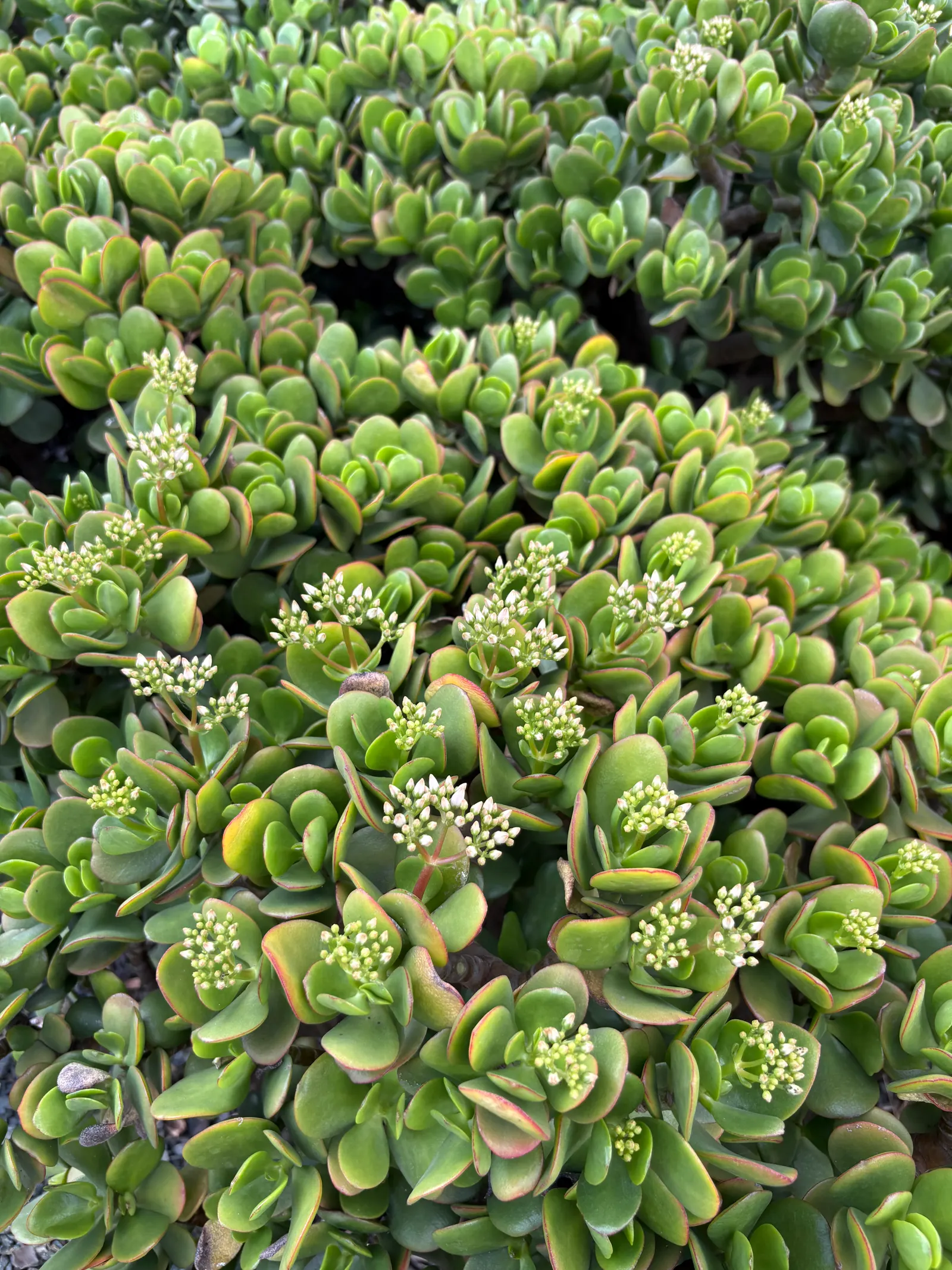 Jade Plant (Crassula Ovata) — making the plant drought-tolerant