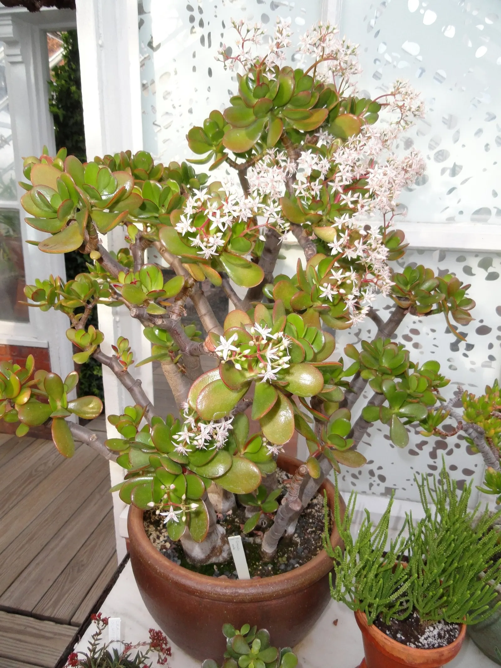 Jade Plant (Crassula Ovata) — Overwatering can lead to root rot; in colder climates, it should be grown indoors or in a sheltered location to, image 152