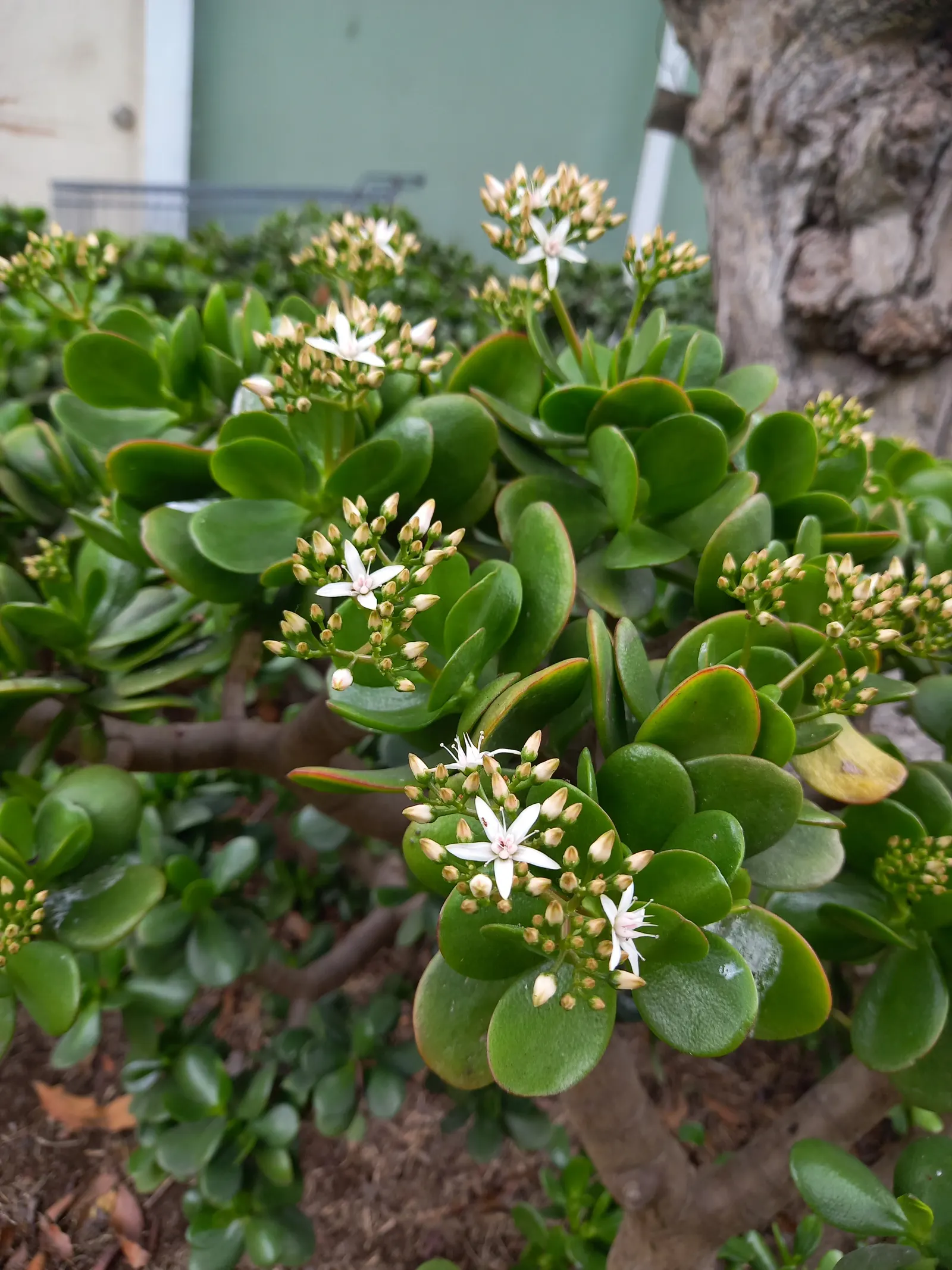 Jade Plant (Crassula Ovata) — a mature Jade Plant reaches a height of 2 to 5 feet and spreads 1 to 3 feet; the leaves are a rich jade green with a, image 69