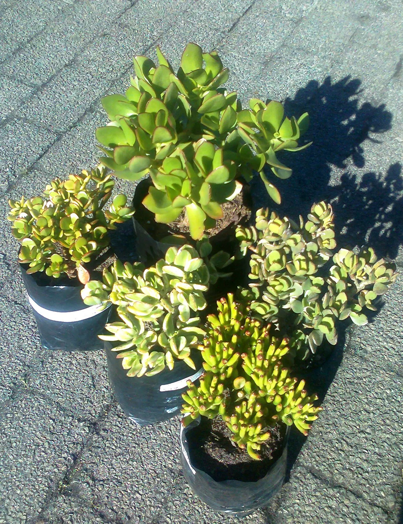 Jade Plant (Crassula Ovata) — celebrated for its glossy; this evergreen plant features thick, shiny, smooth leaves that grow in opposing pairs along the