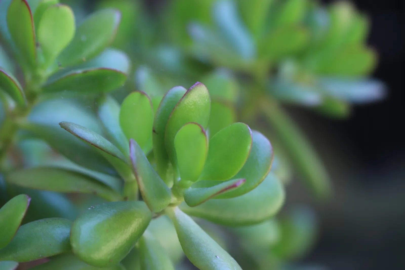Jade Plant (Crassula Ovata) — Typically growing between 2-4 feet tall, it's an excellent choice for low-maintenance, water-wise landscapes; shrub /, image 108