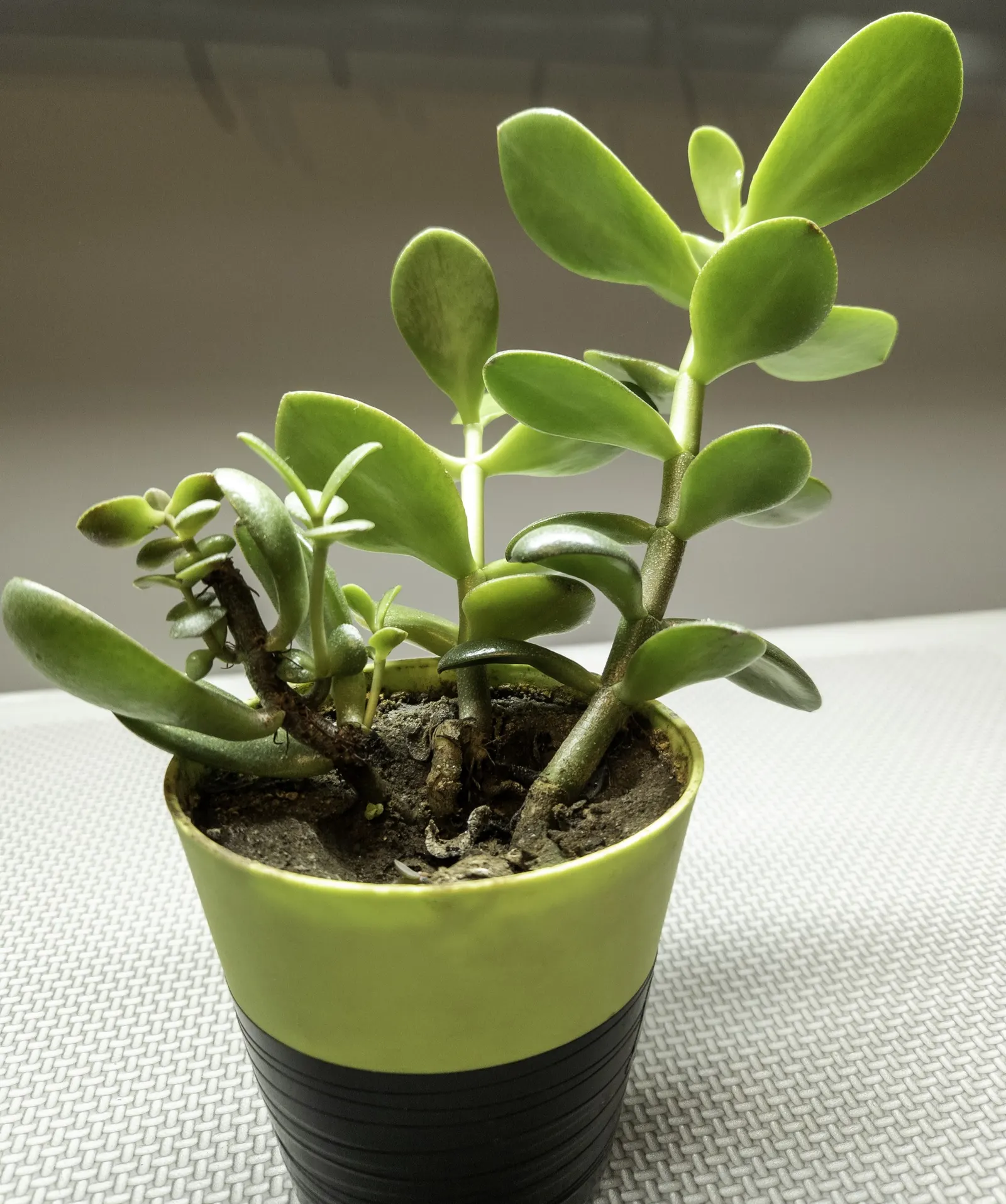 Jade Plant (Crassula Ovata) — scientifically known as Crassula ovata; <br><br>USDA hardiness zones for the Jade Plant are 10 to 11, image 85