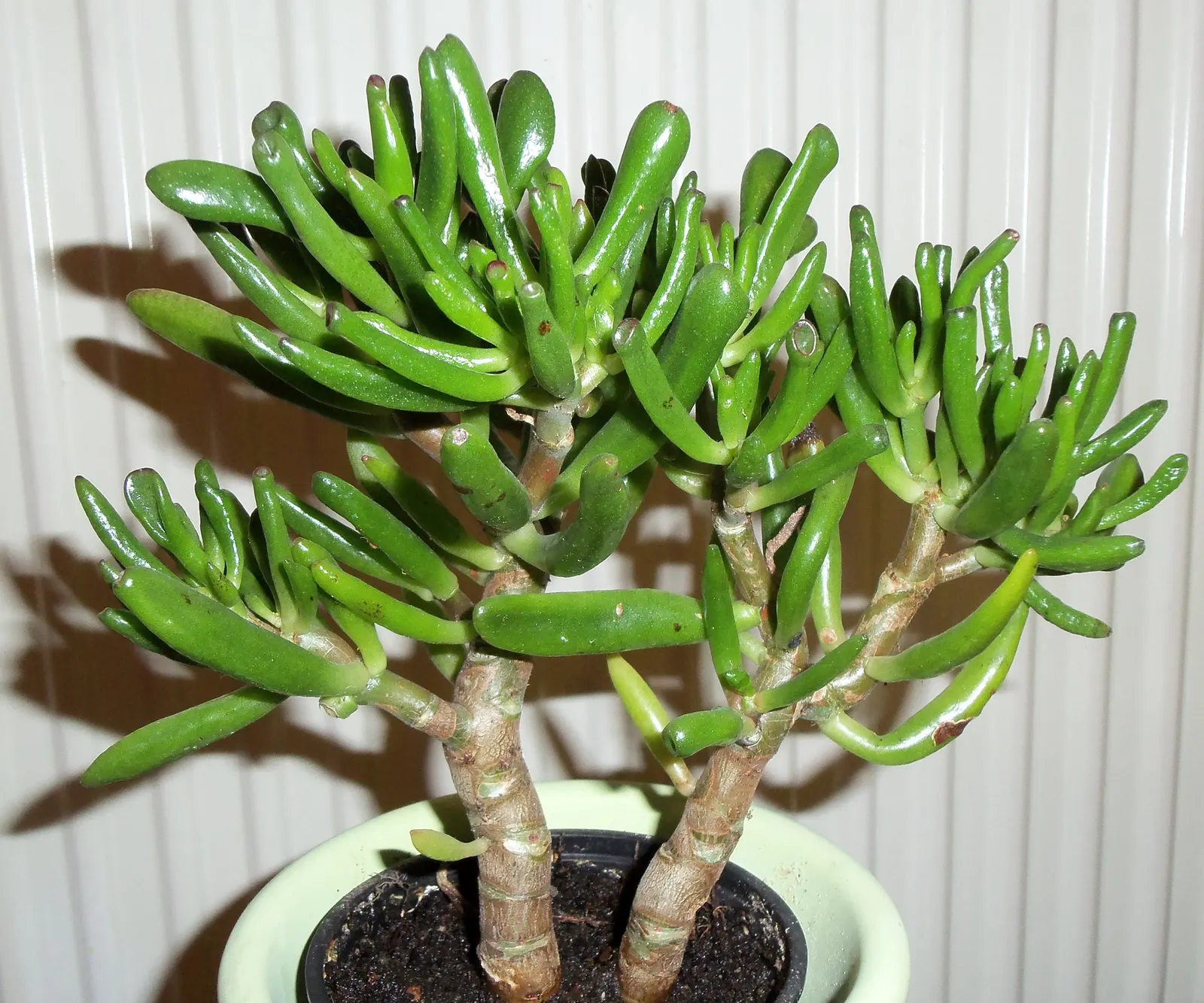 Jade Plant (Crassula Ovata) — Jade Plant (Crassula ovata) is a succulent heralding from South Africa