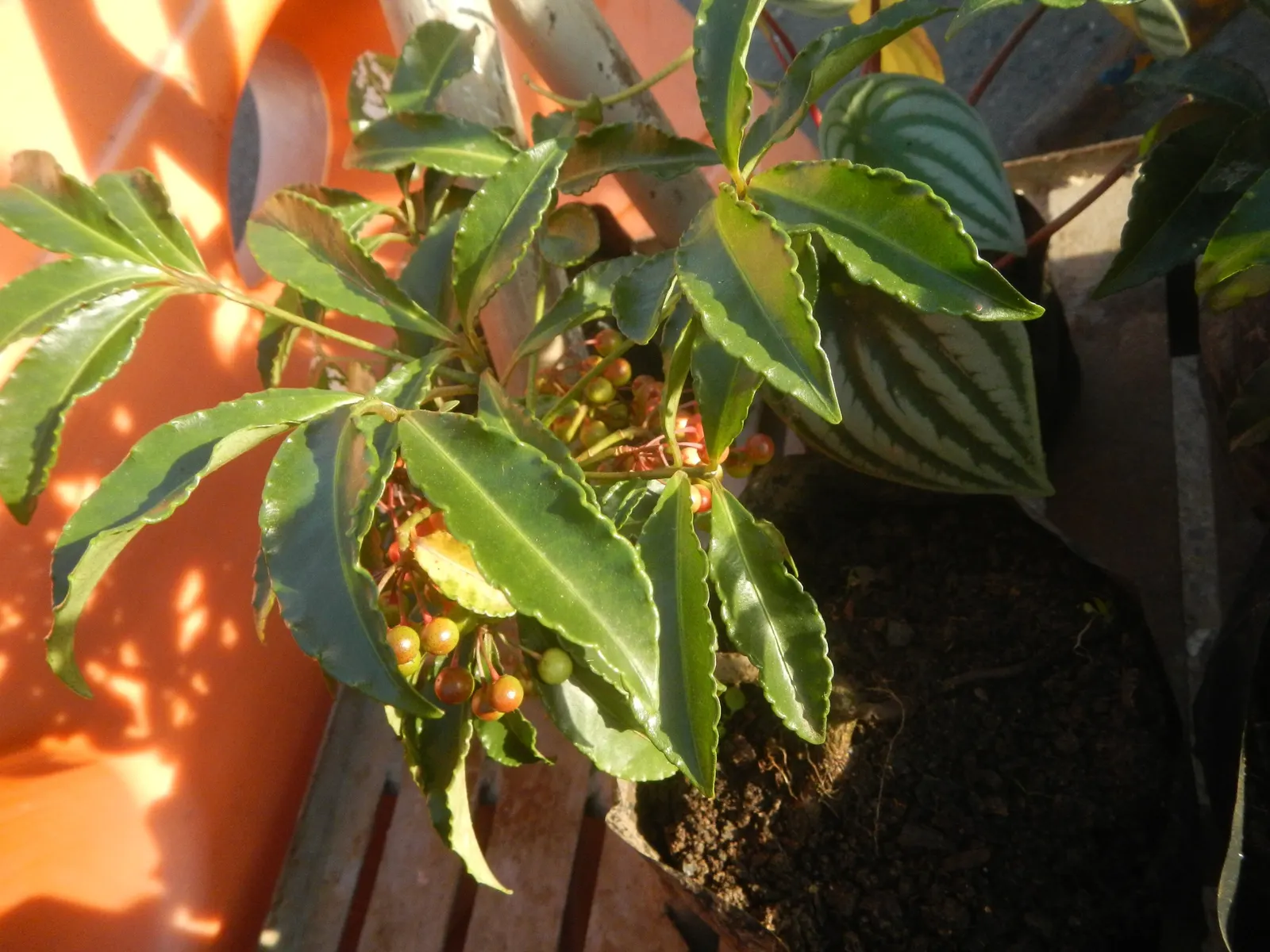 Jade Plant (Crassula Ovata) — This hardy perennial thrives in full sun to partial shade, requiring minimal water once established; it prefers, image 133