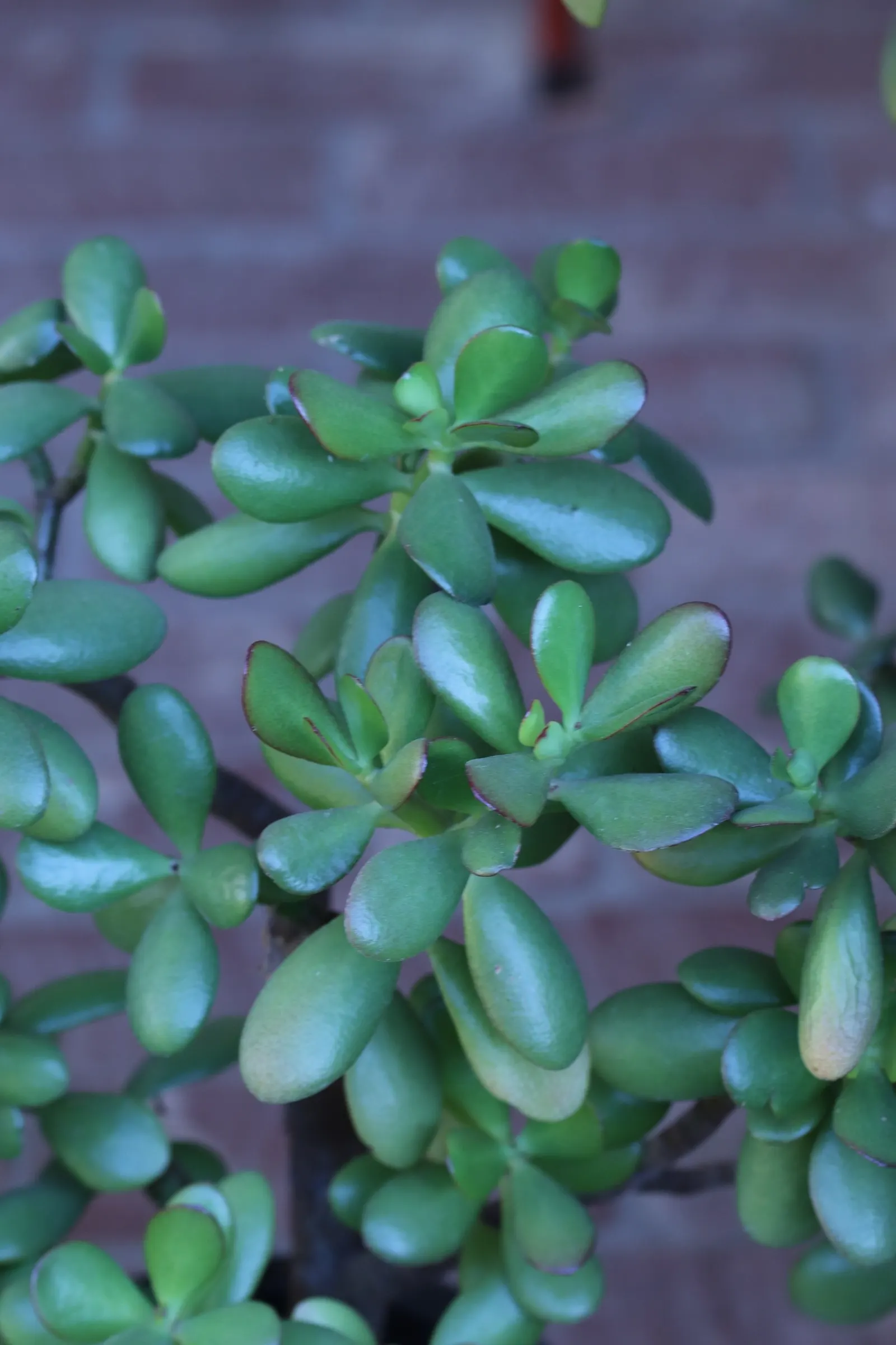 Jade Plant (Crassula Ovata) — symbolically rich foliage; it produces small white or pale pink, image 140
