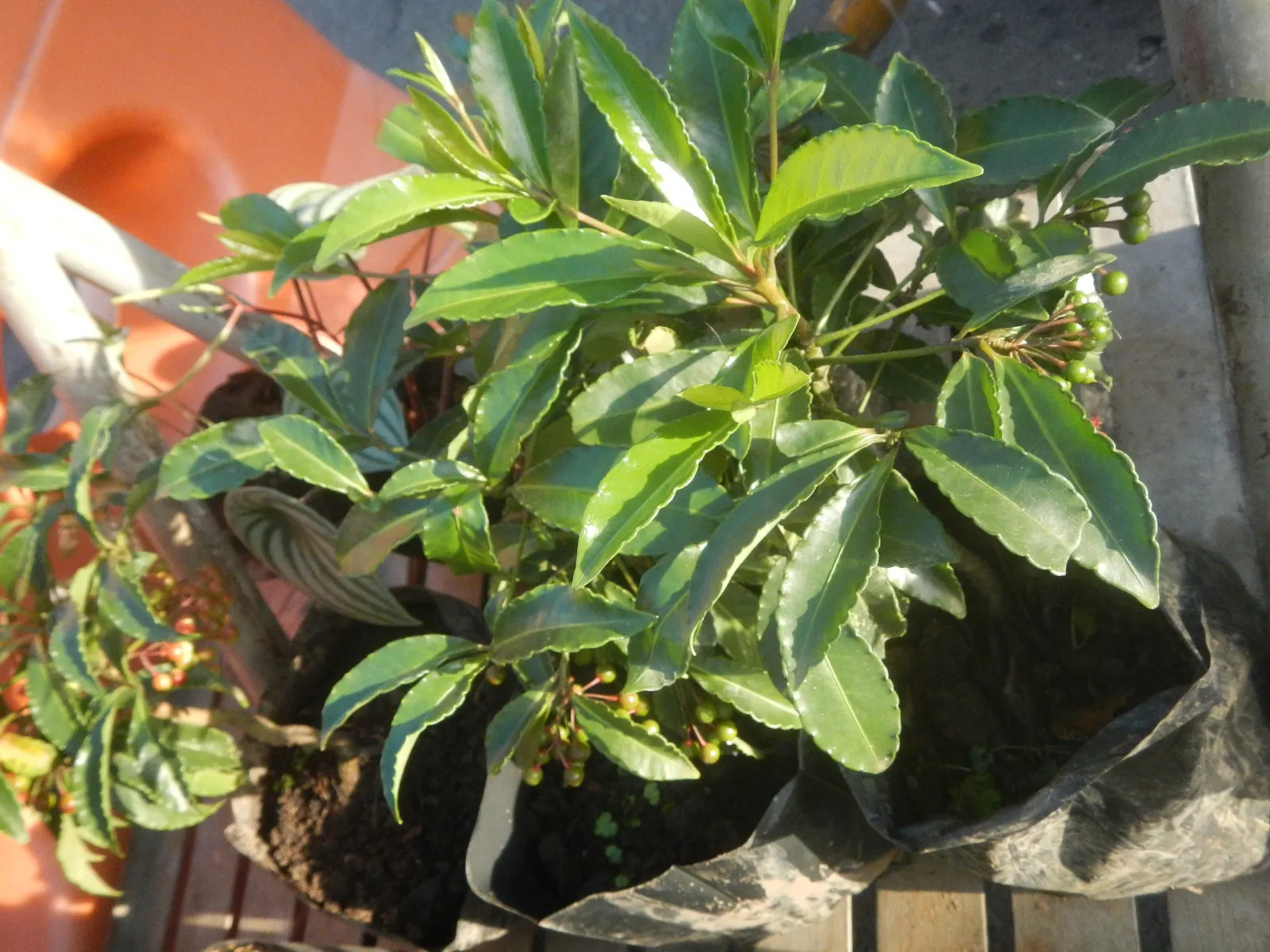 Jade Plant (Crassula Ovata) — This hardy perennial thrives in full sun to partial shade, requiring minimal water once established; it prefers, image 159